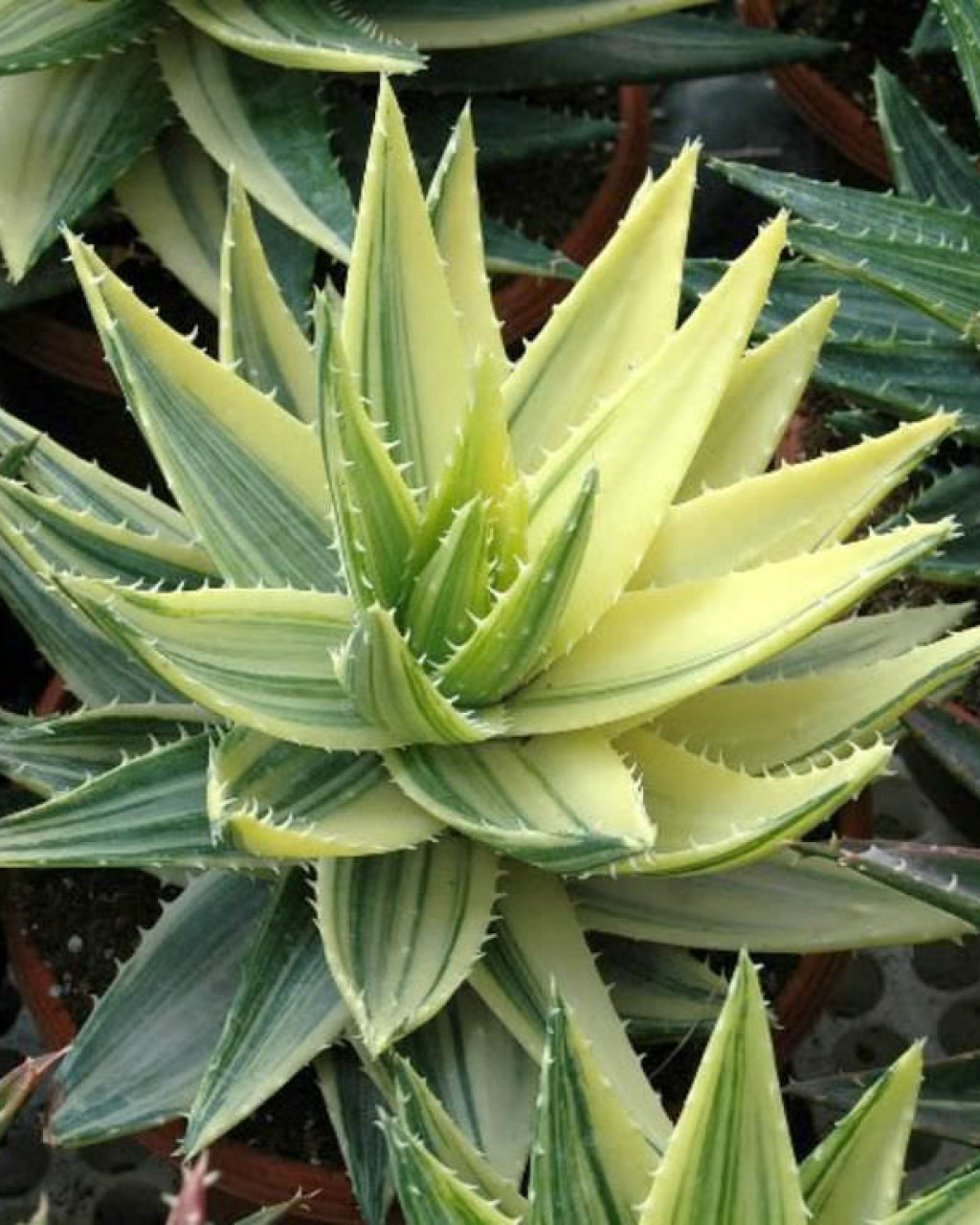 Aloe perfoliata f. variegata