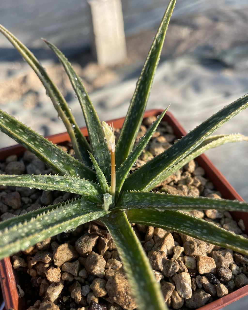 Aloe perrieri