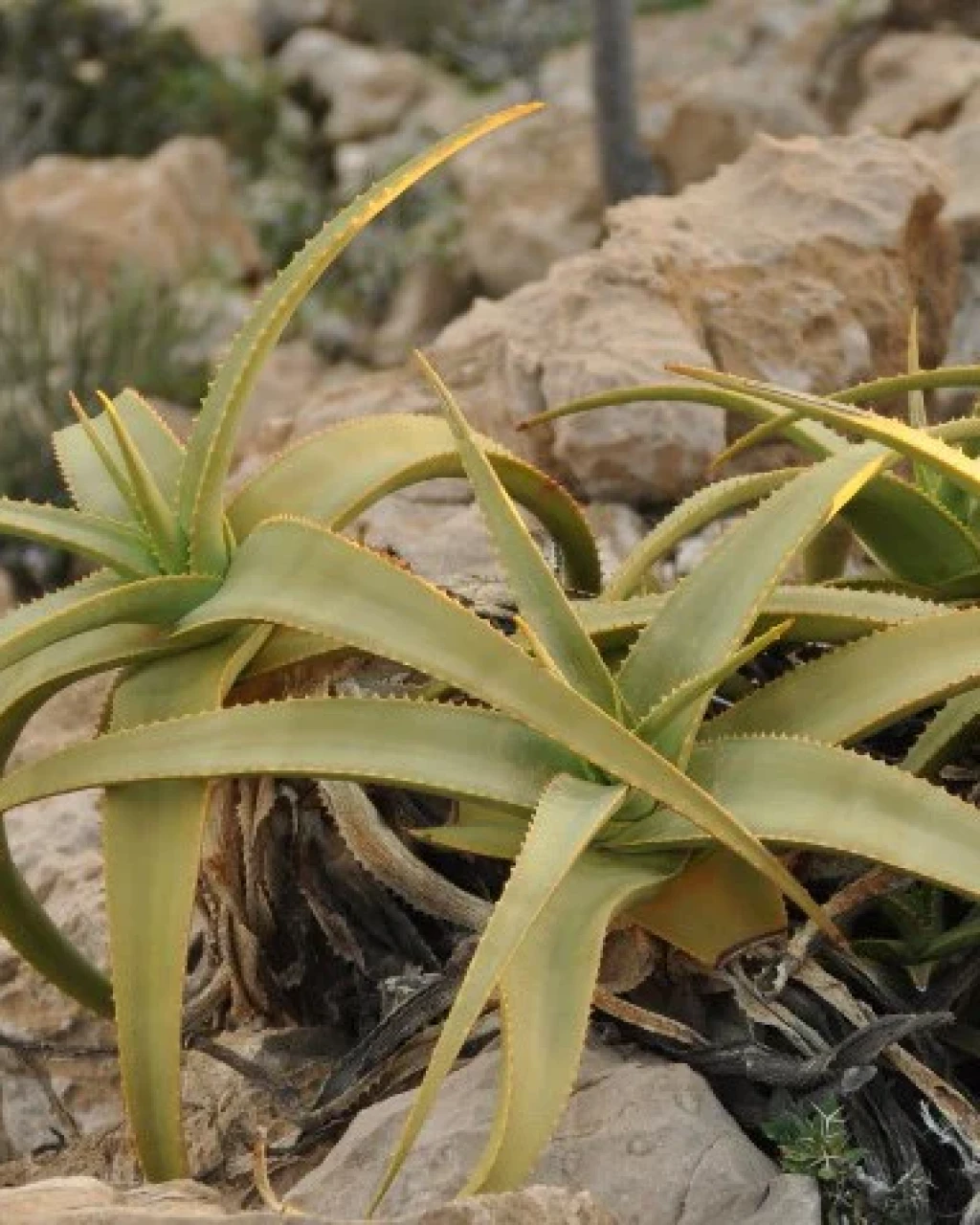 Aloe perryi