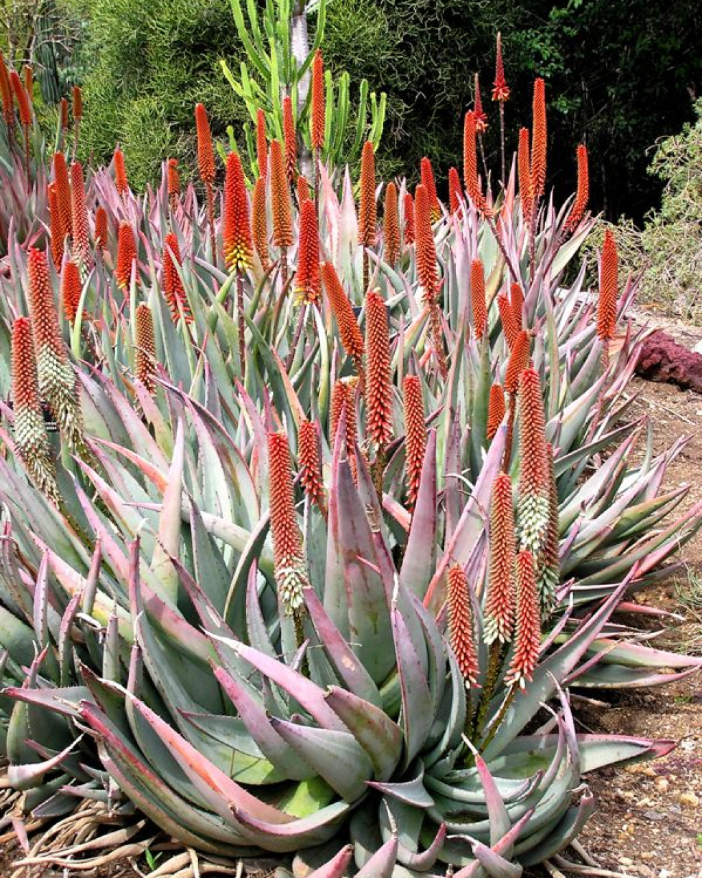Aloe petricola