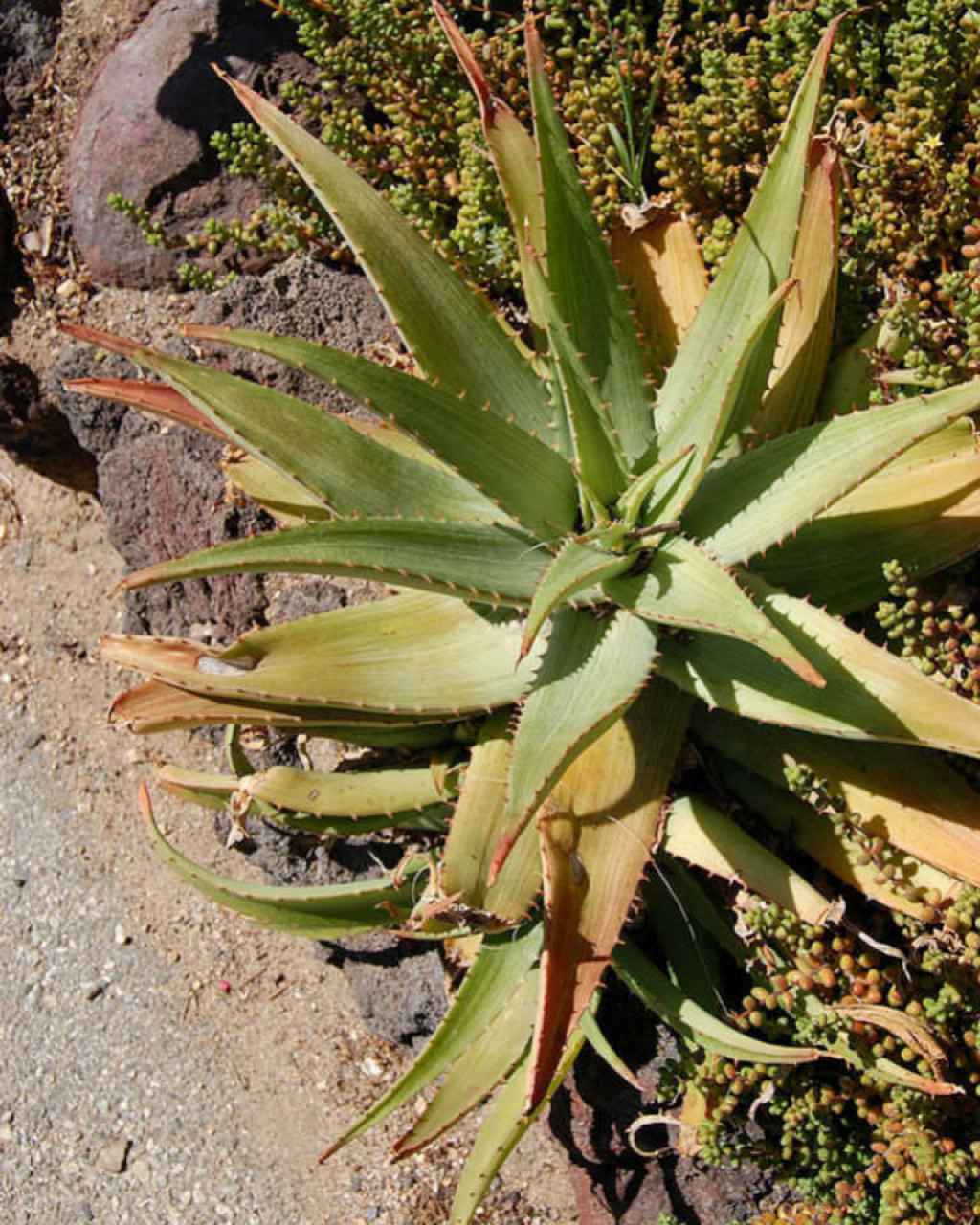 Aloe petrophila