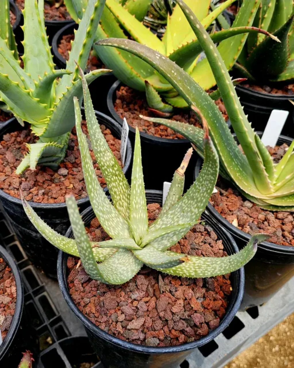 Aloe pictifolia