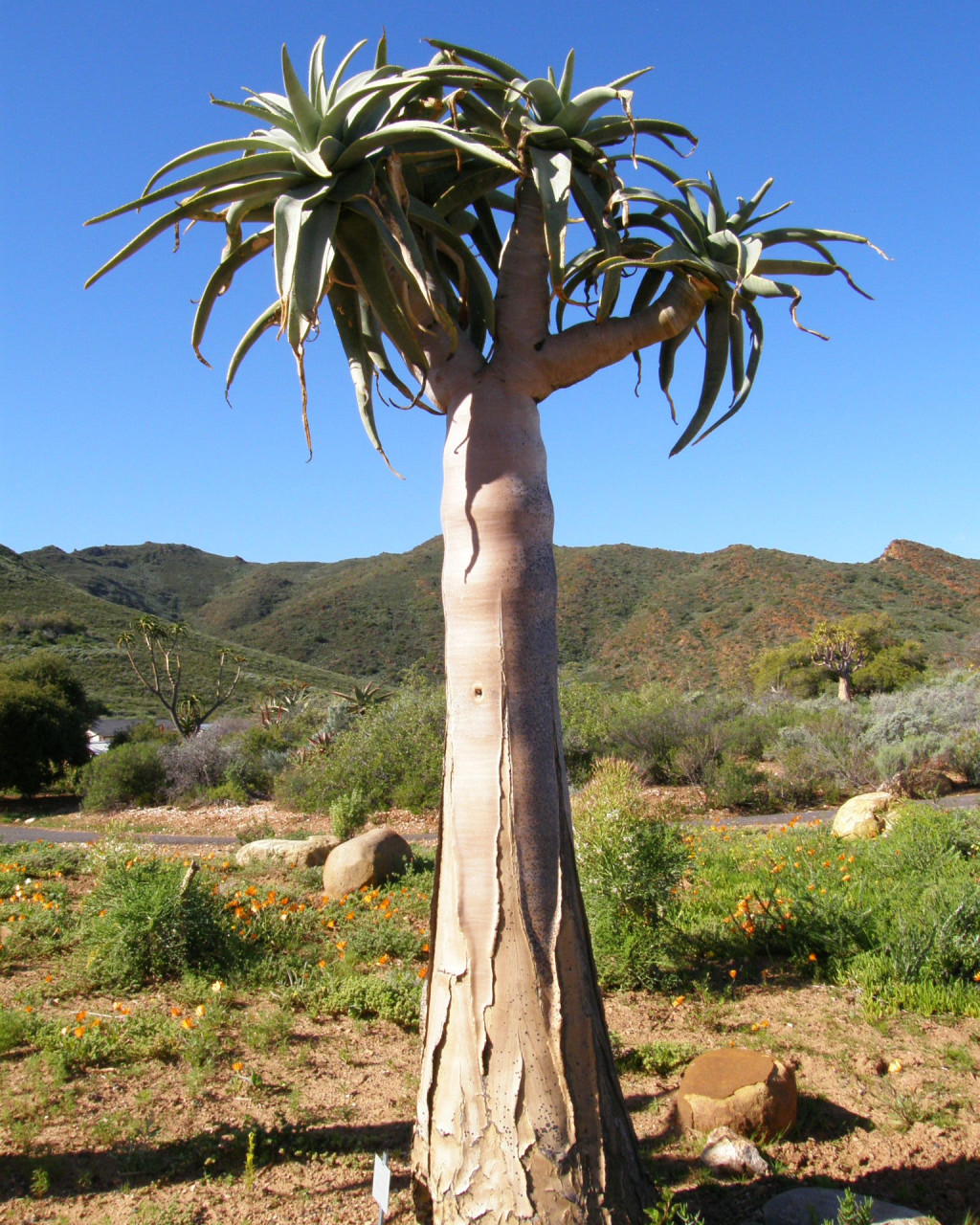 Aloe pillansii