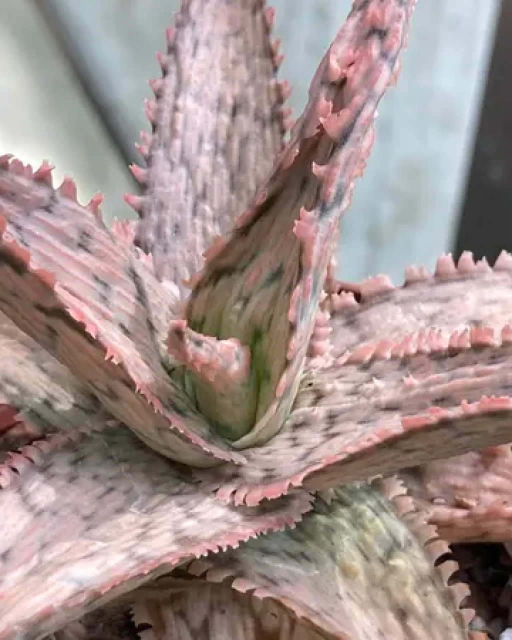 Aloe 'Pink Thing'