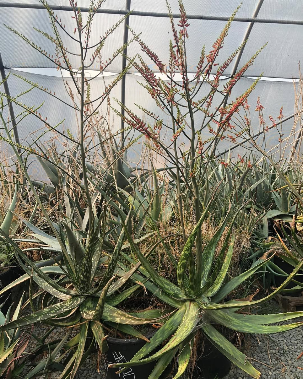 Aloe pirottae