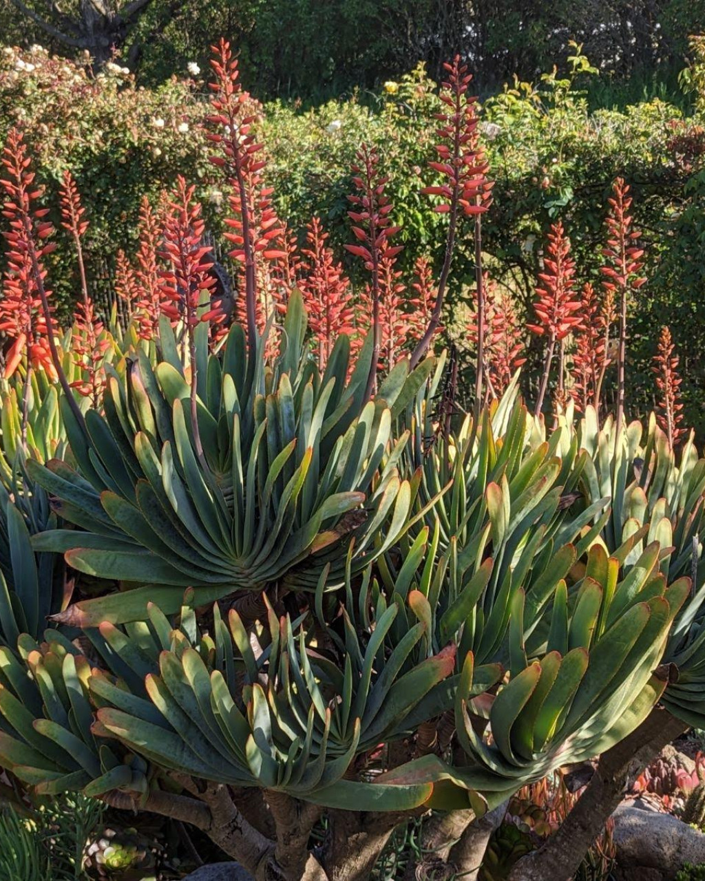 Aloe plicatilis