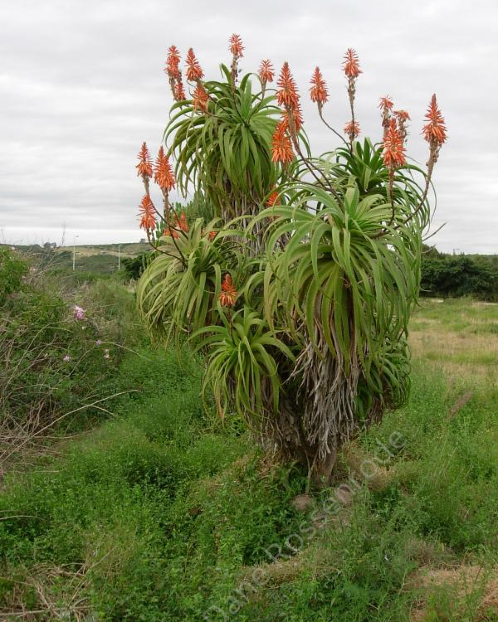 Aloe pluridens