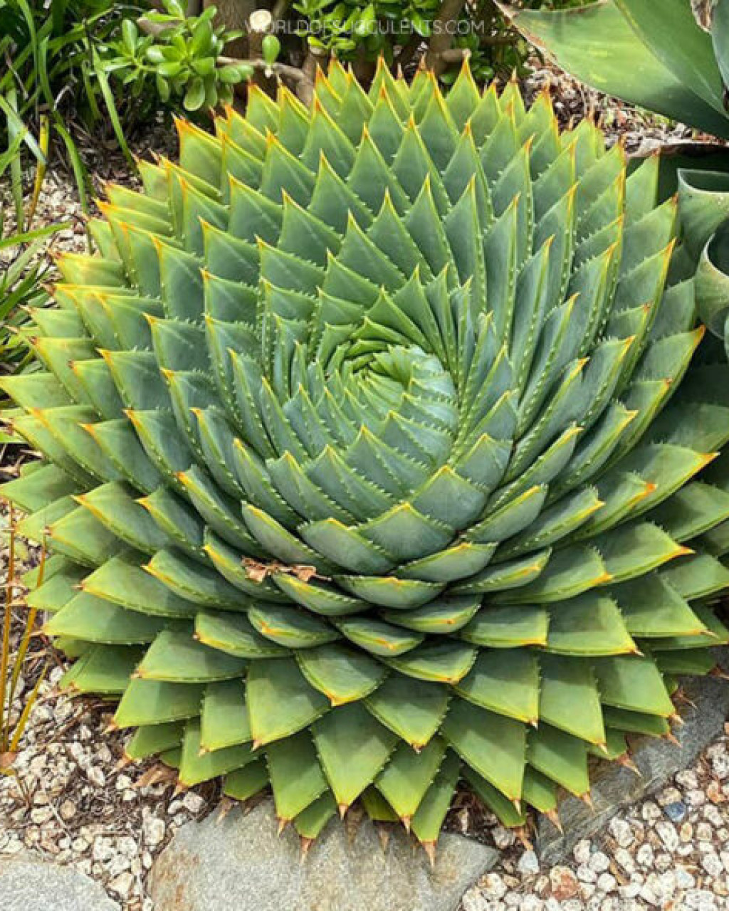 Aloe polyphylla