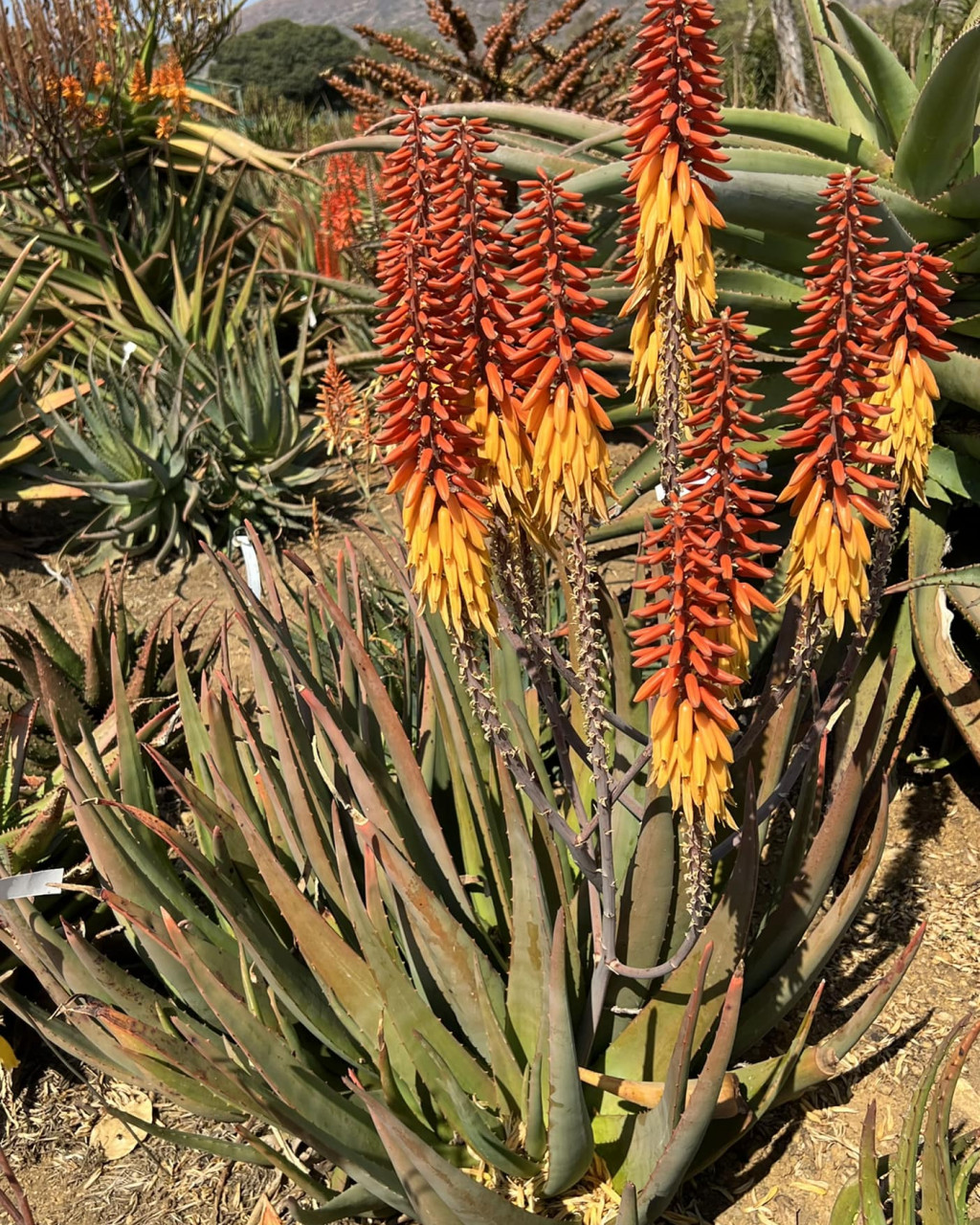 Aloe porphyrostachys