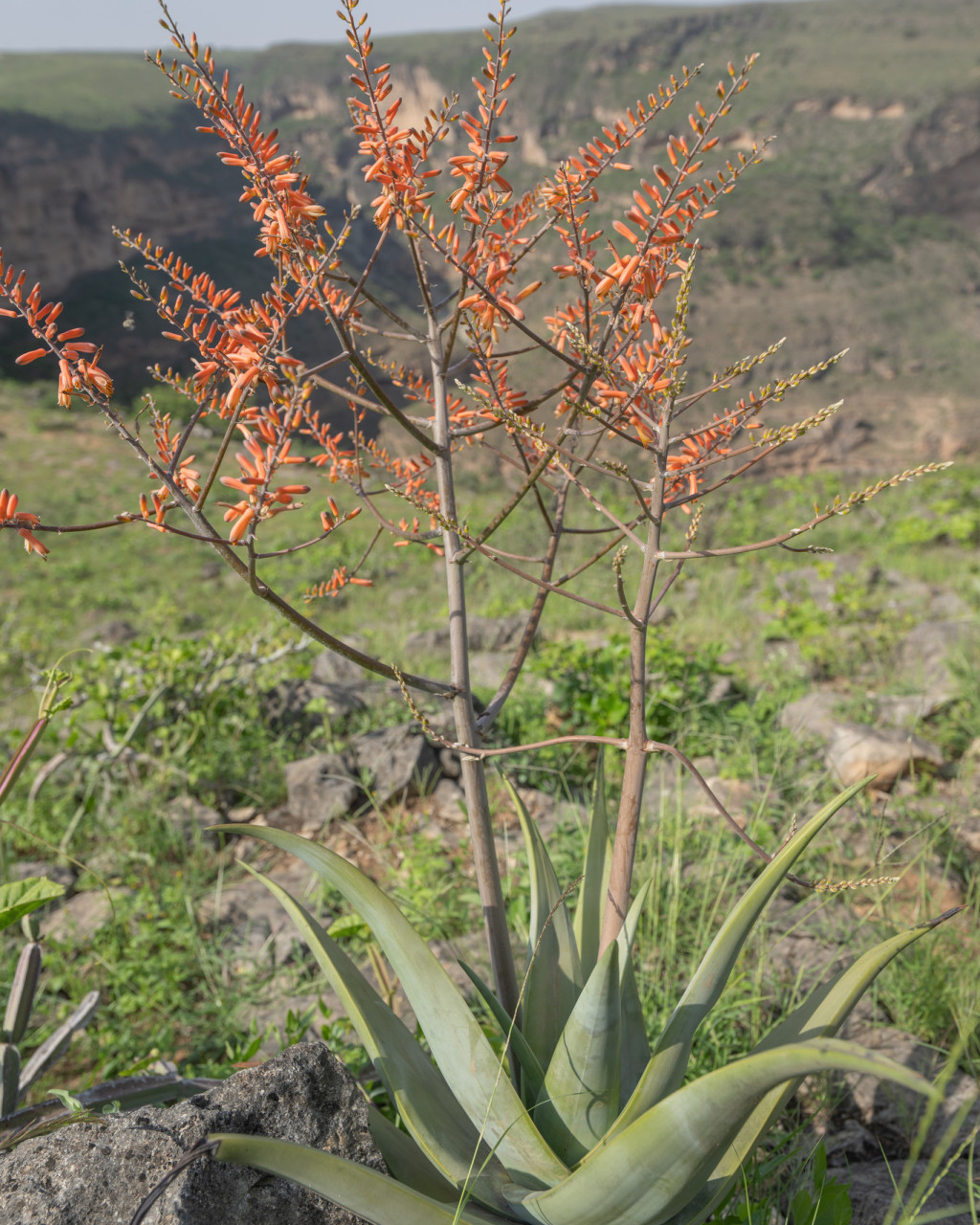 Aloe praetermissa