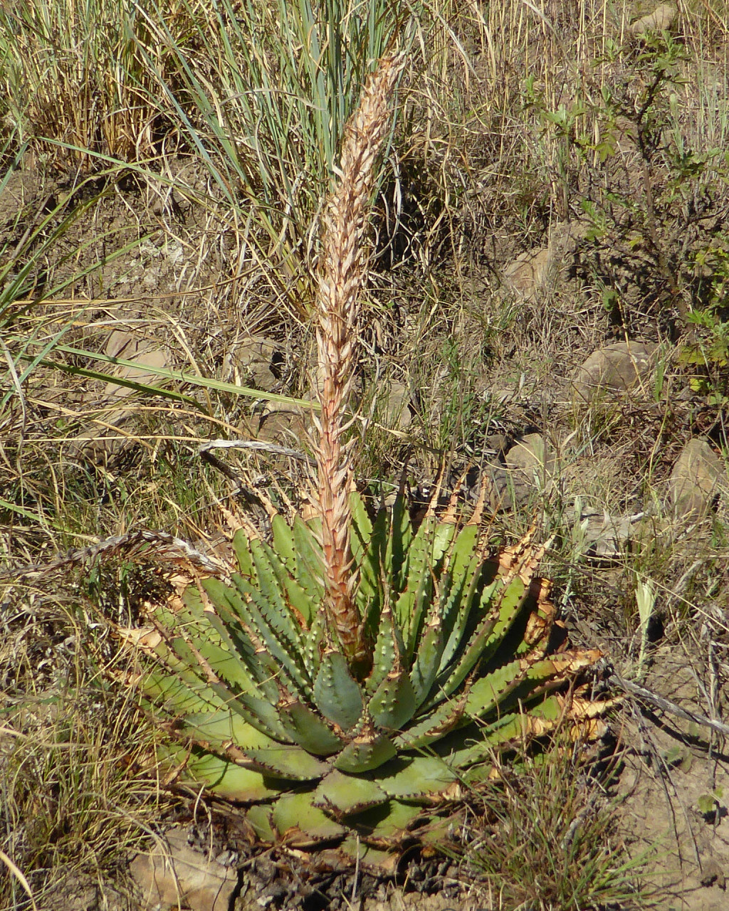Aloe pratensis