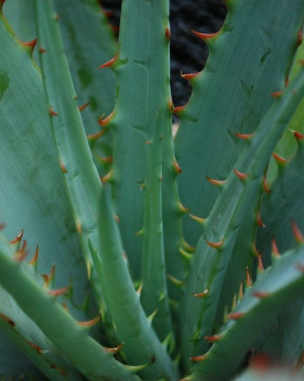Aloe pretoriensis