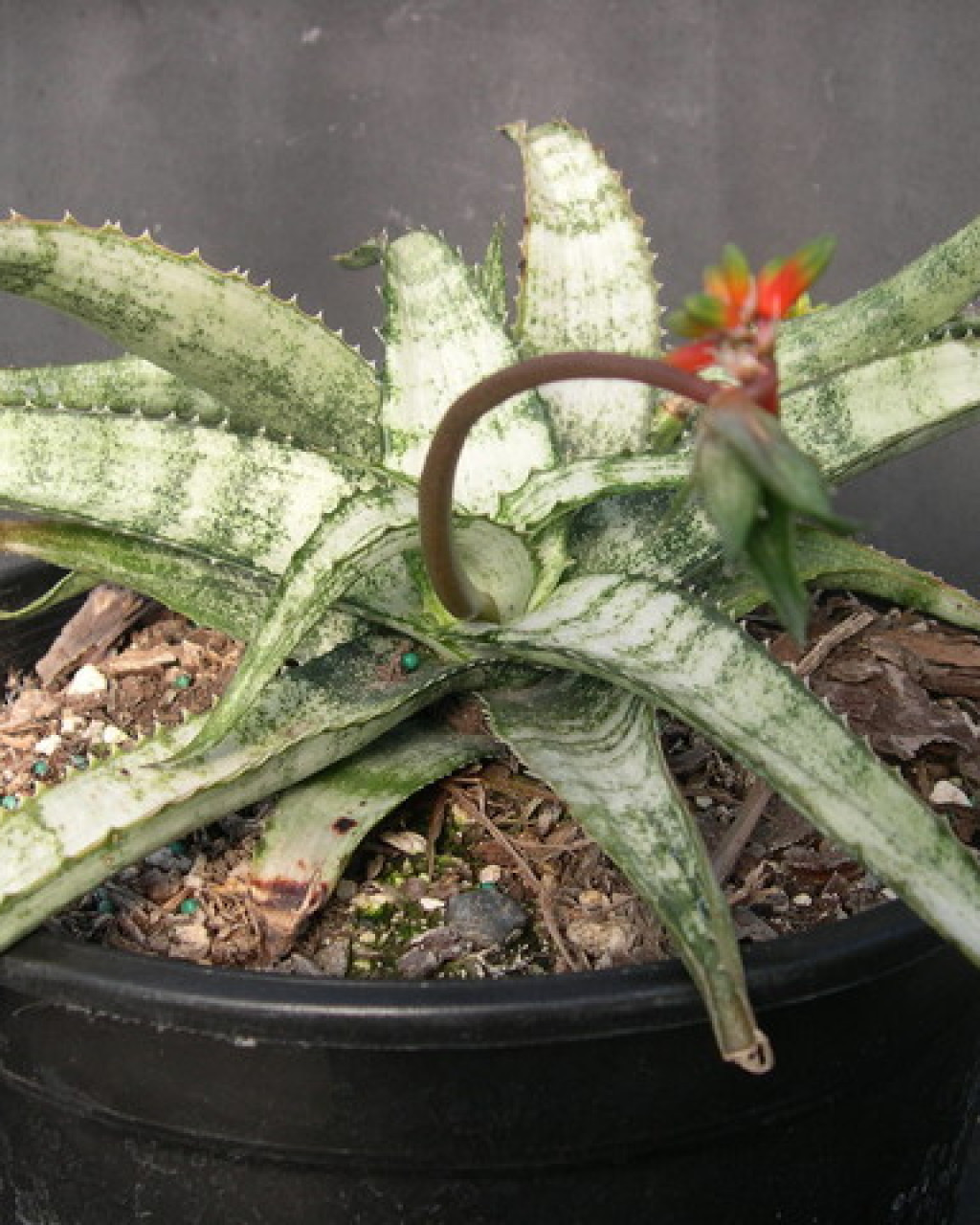 Aloe prostrata