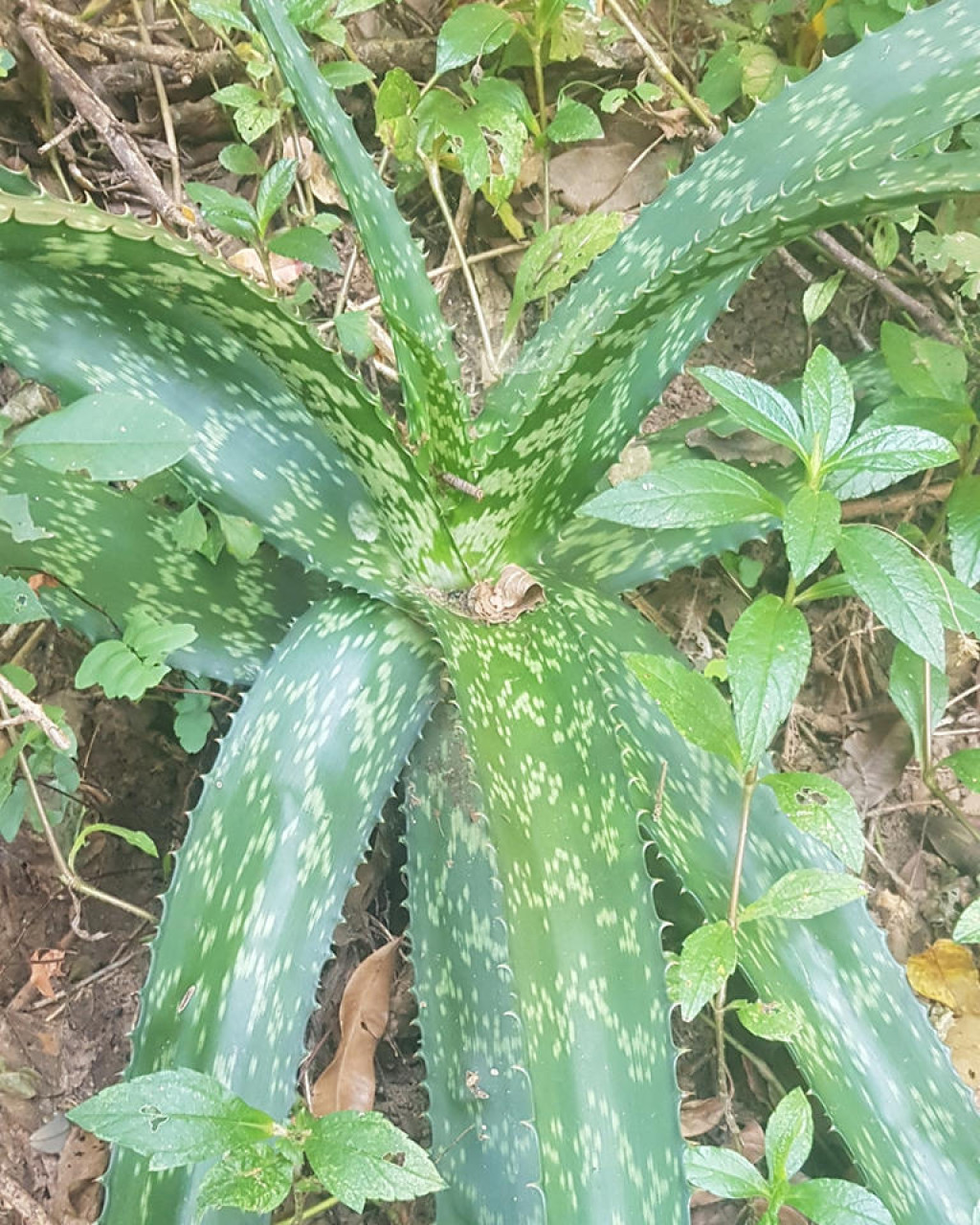 Aloe pruinosa