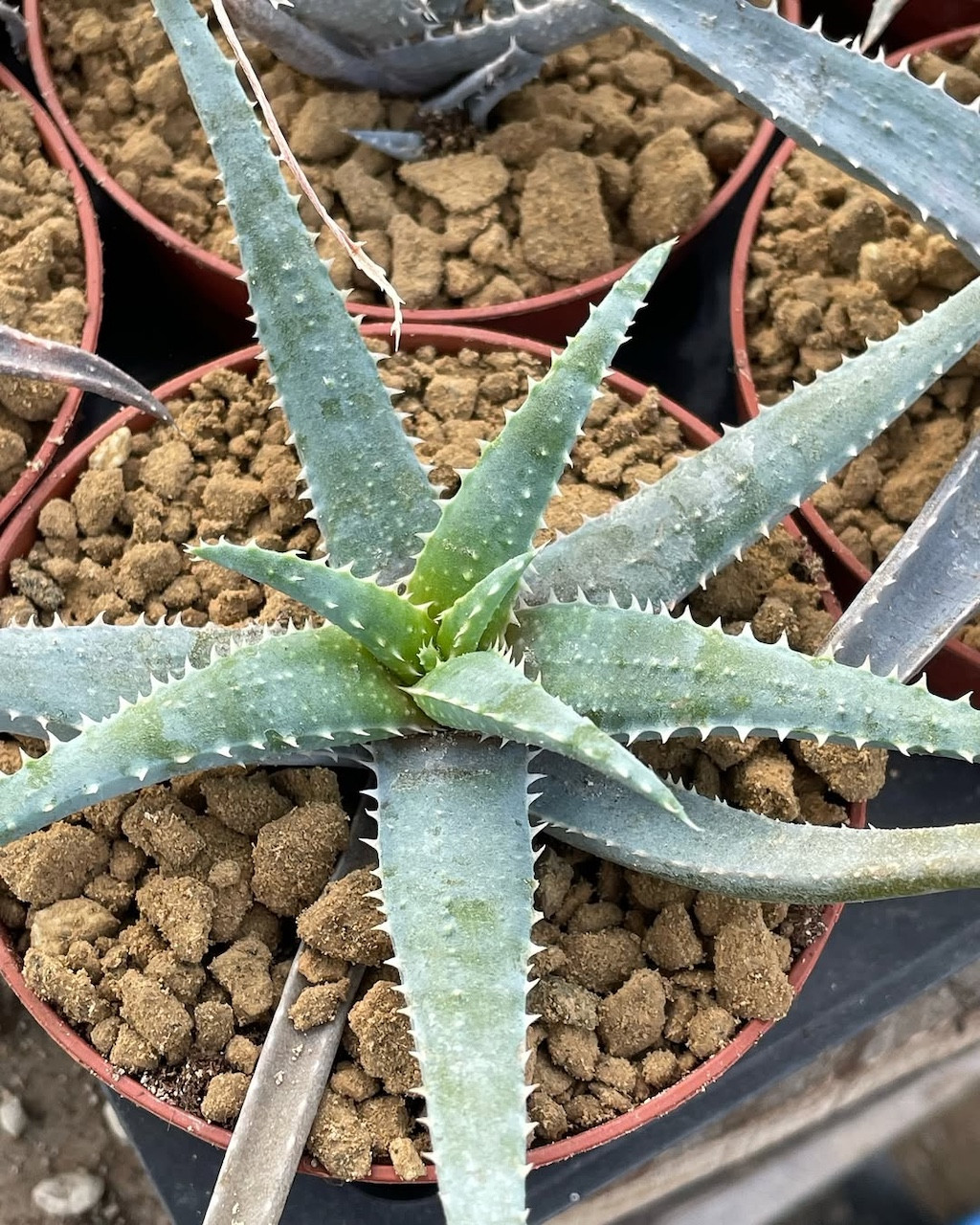 Aloe pseudoparvula