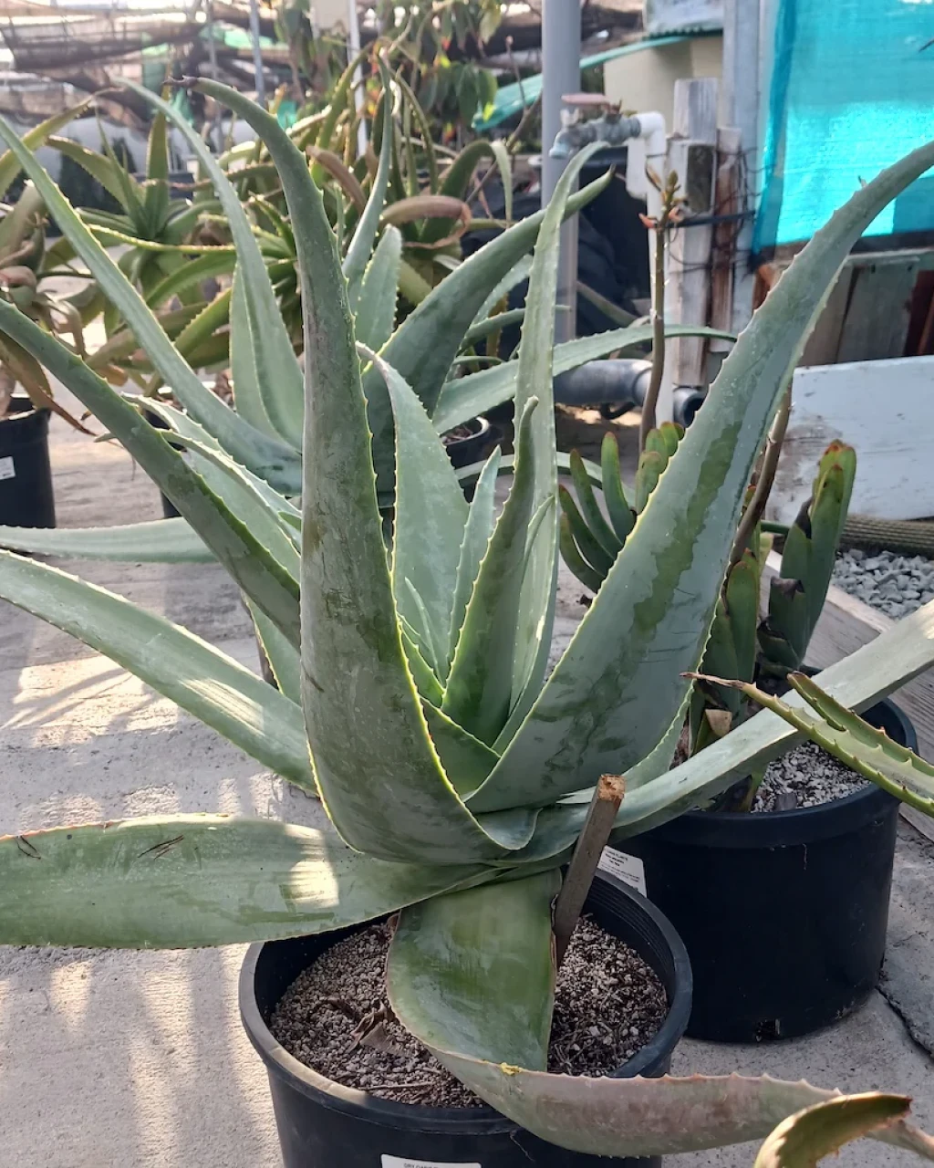 Aloe pseudorubroviolacea