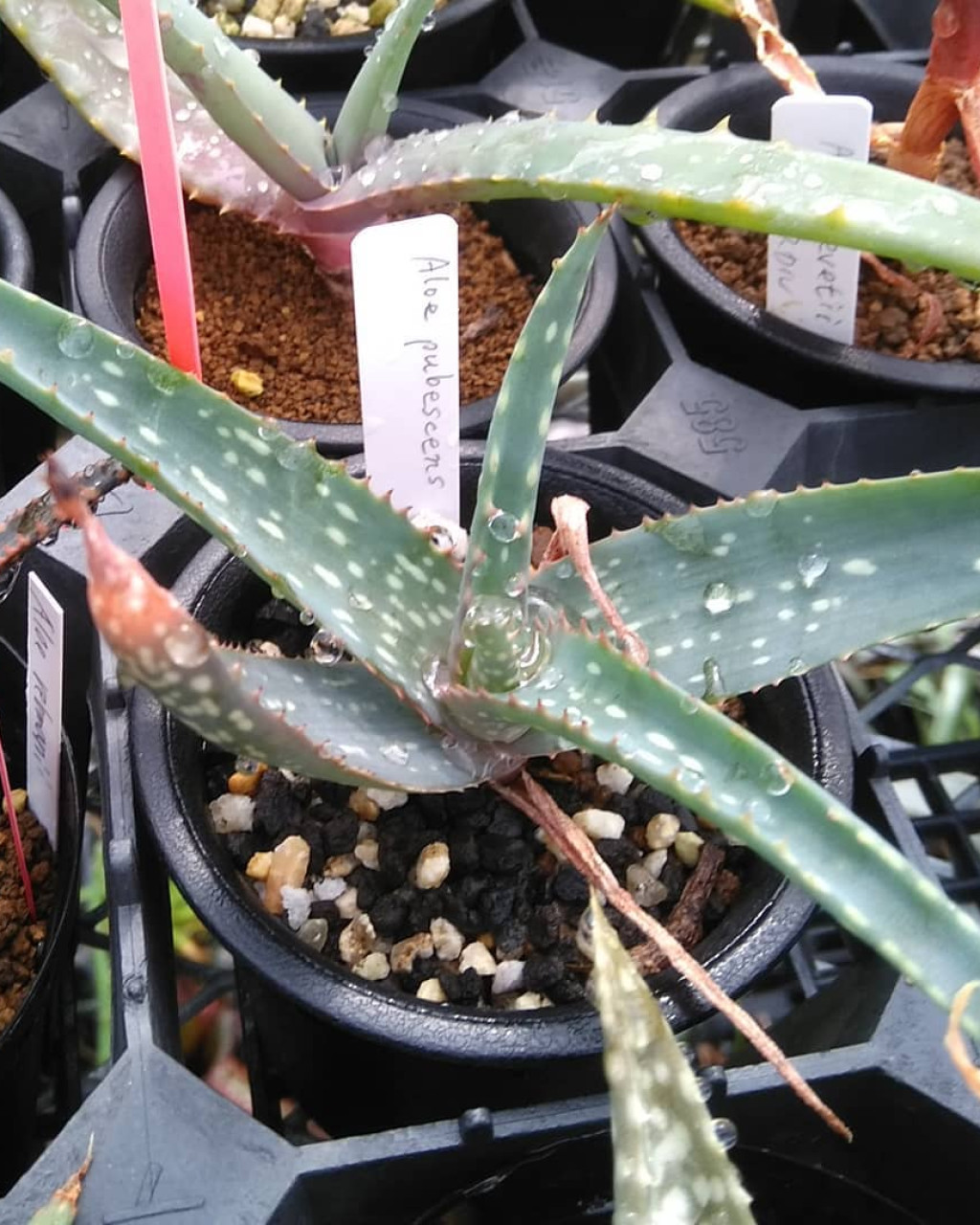 Aloe pubescens