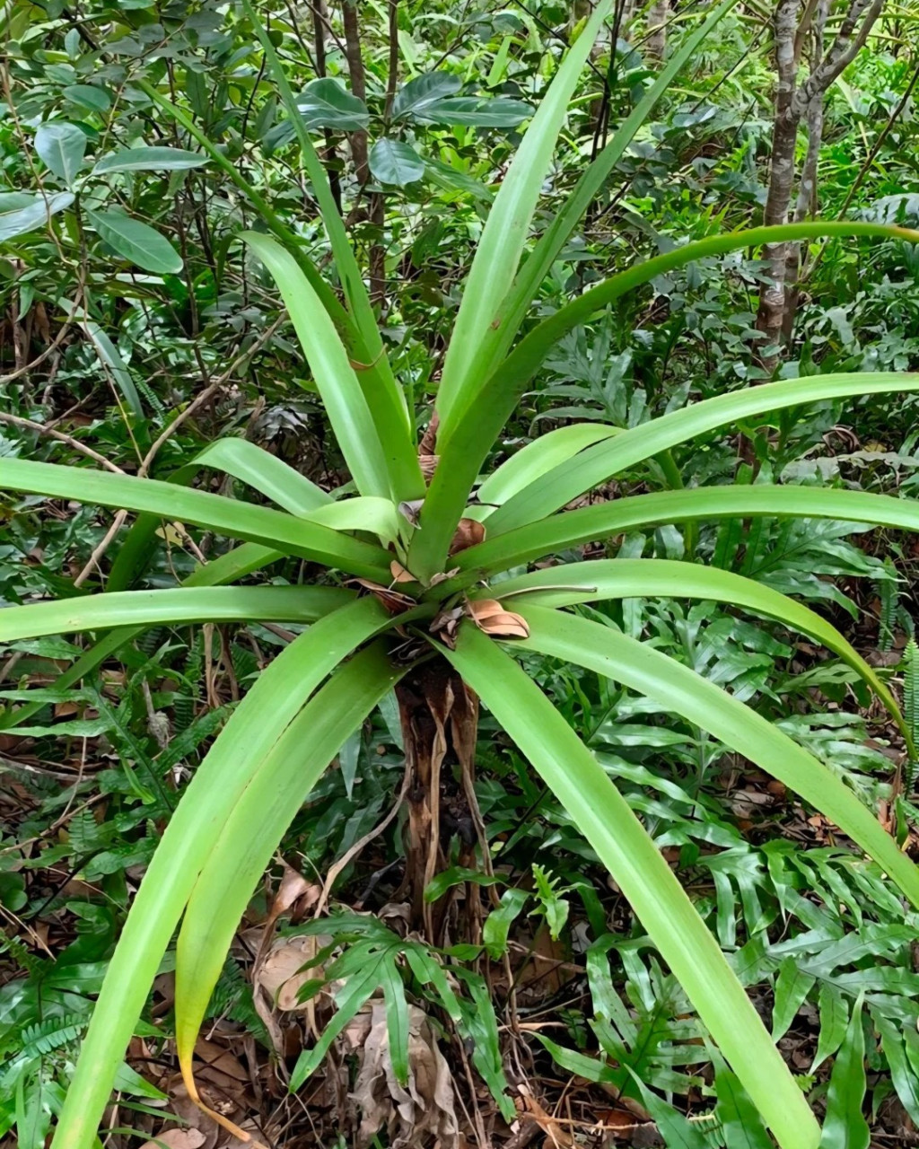 Aloe purpurea