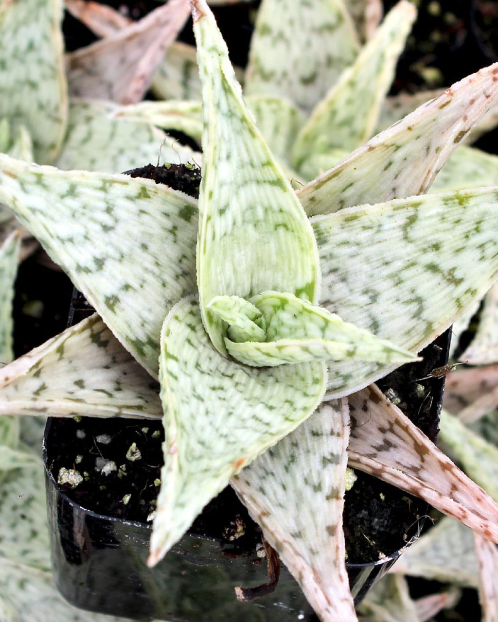 Aloe 'Quicksilver'