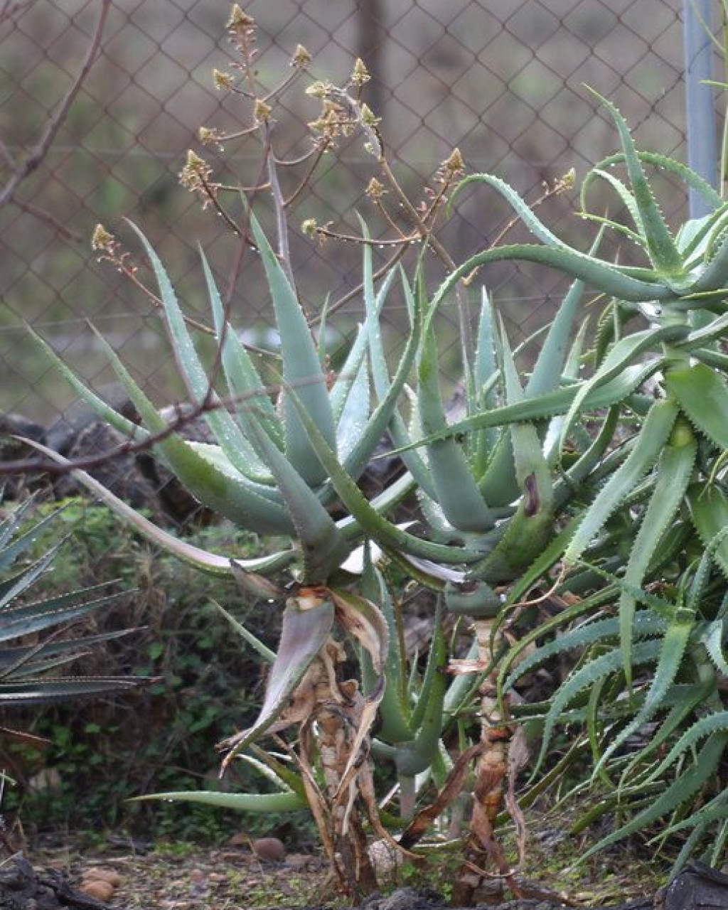 Aloe rabaiensis