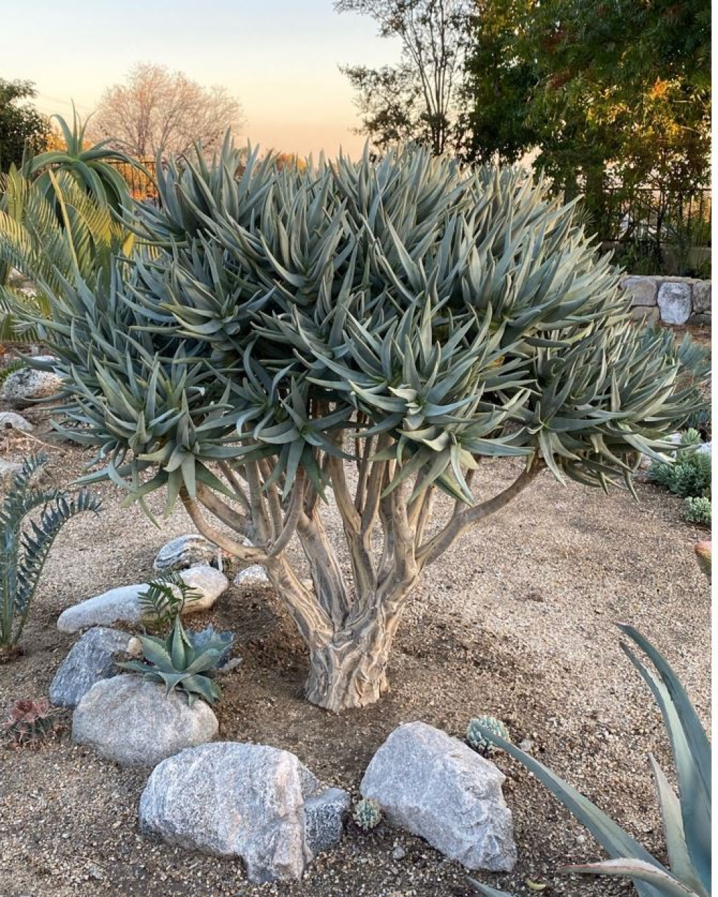 Aloe ramosissima