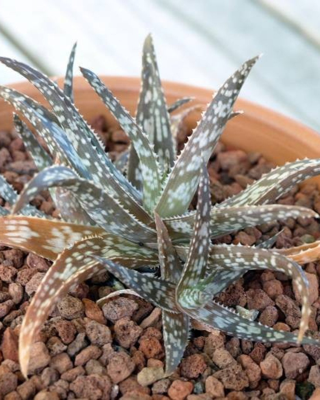 Aloe rauhii
