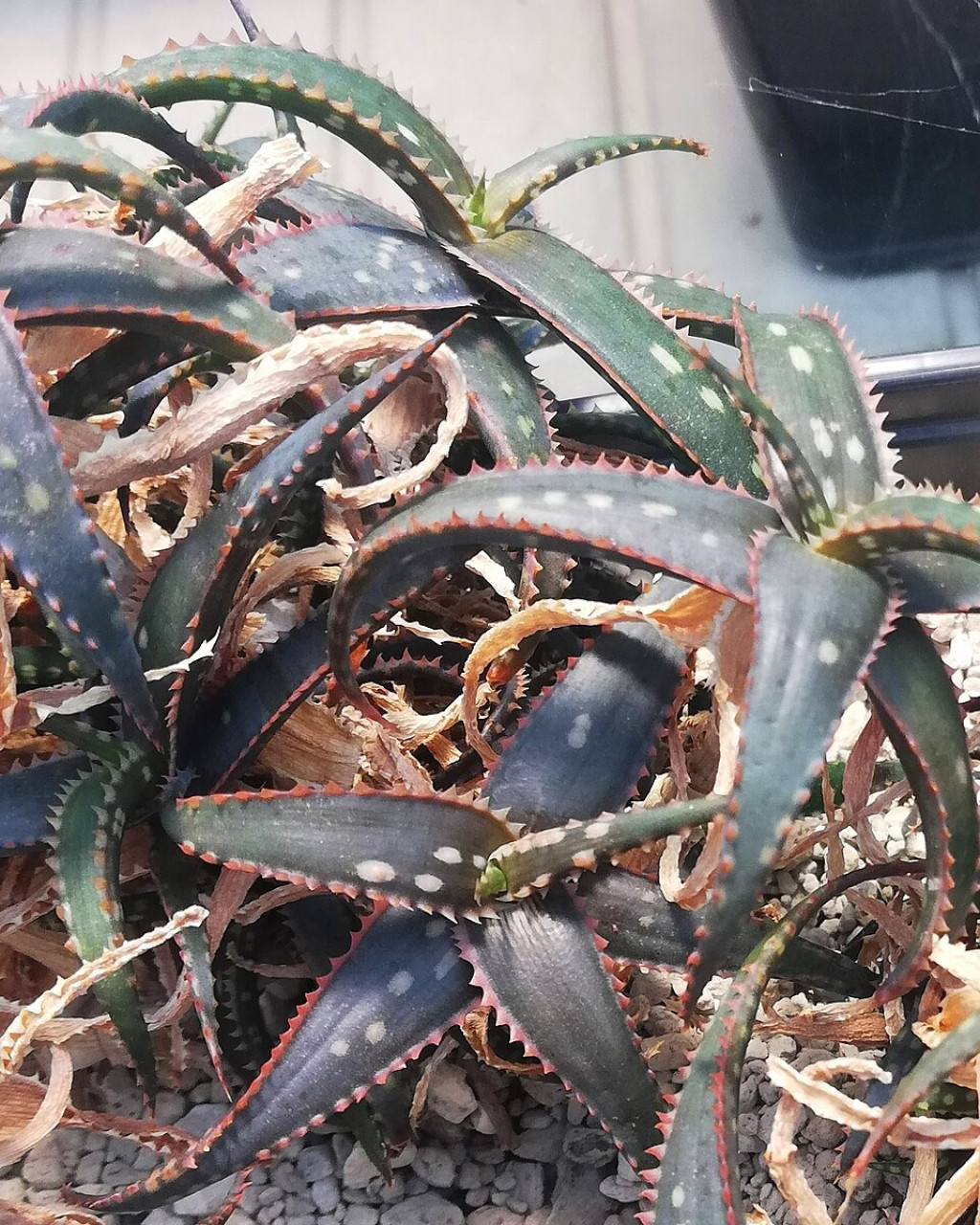Aloe rebmannii