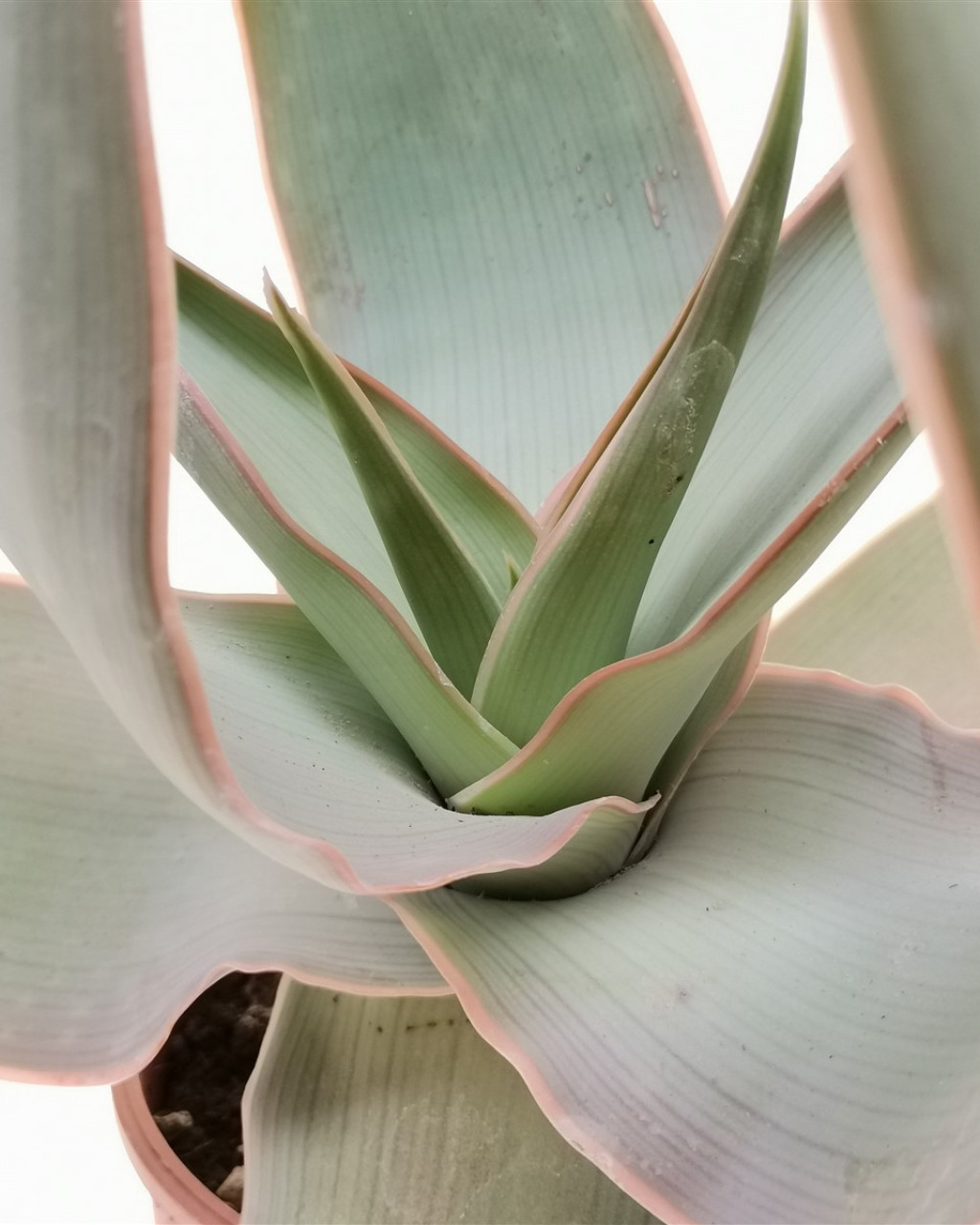 Aloe reynoldsii