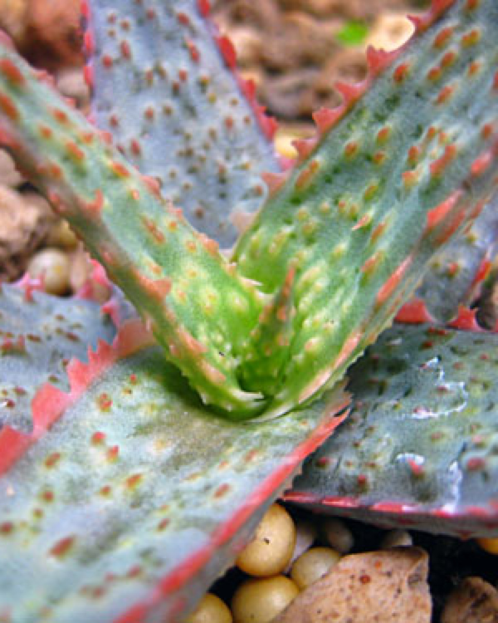 Aloe 'RFG'