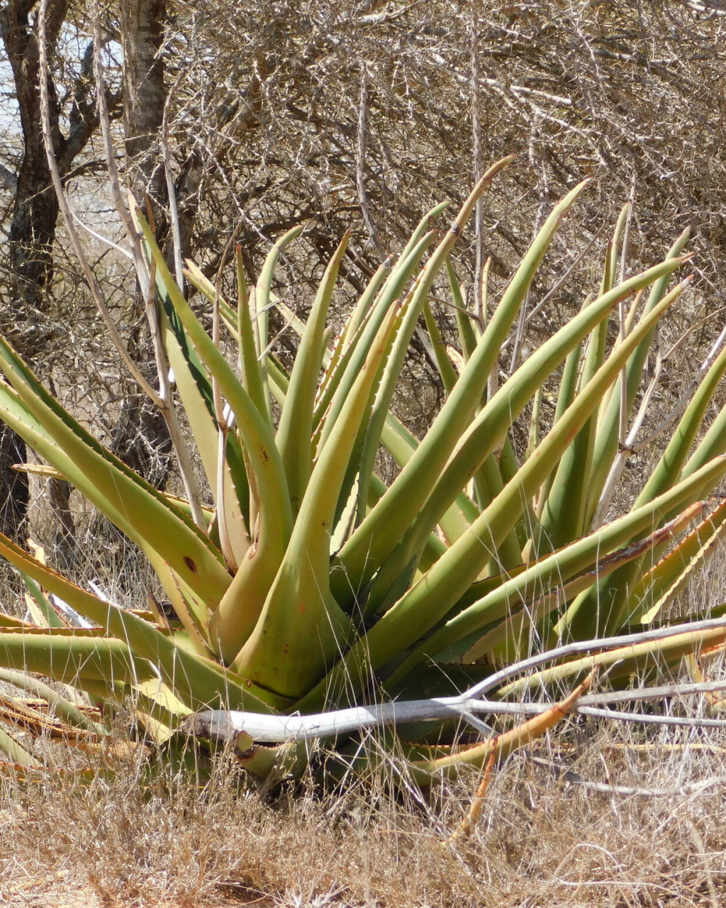 Aloe rigens