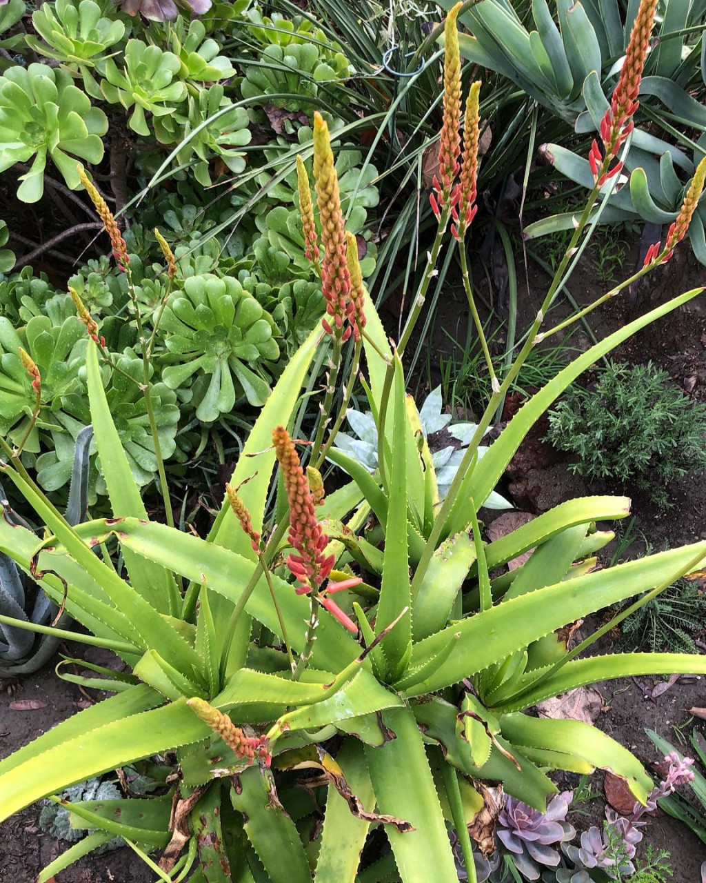 Aloe rivierei