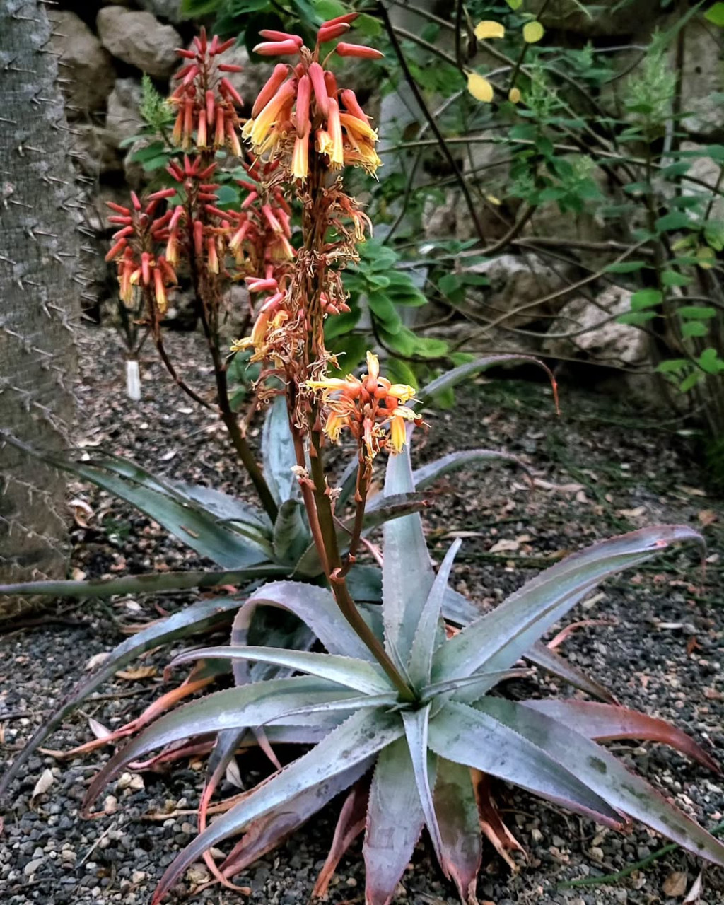 Aloe roeoeslii