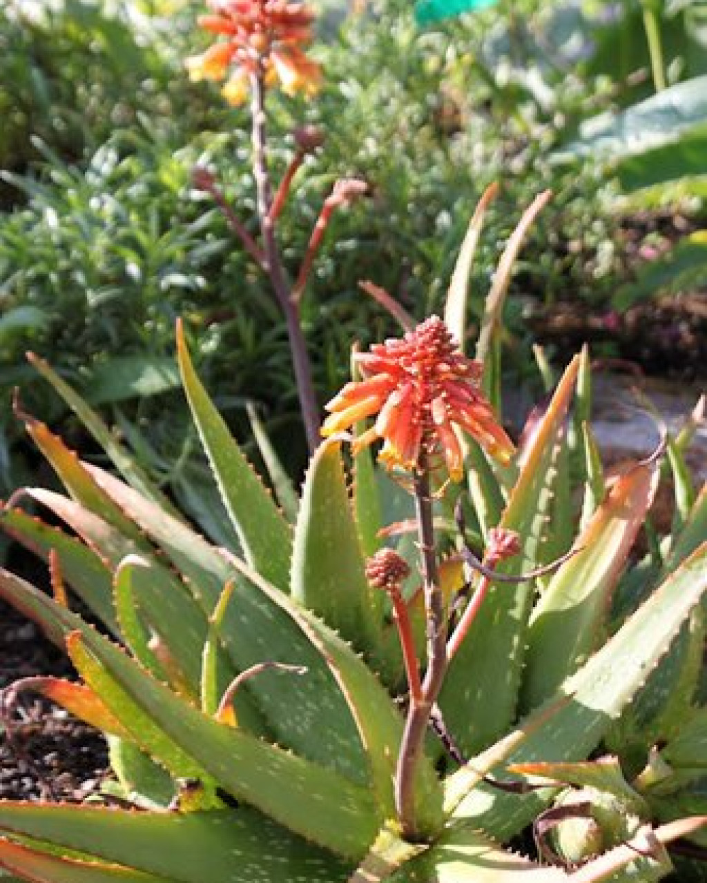 Aloe 'Rooikappie'