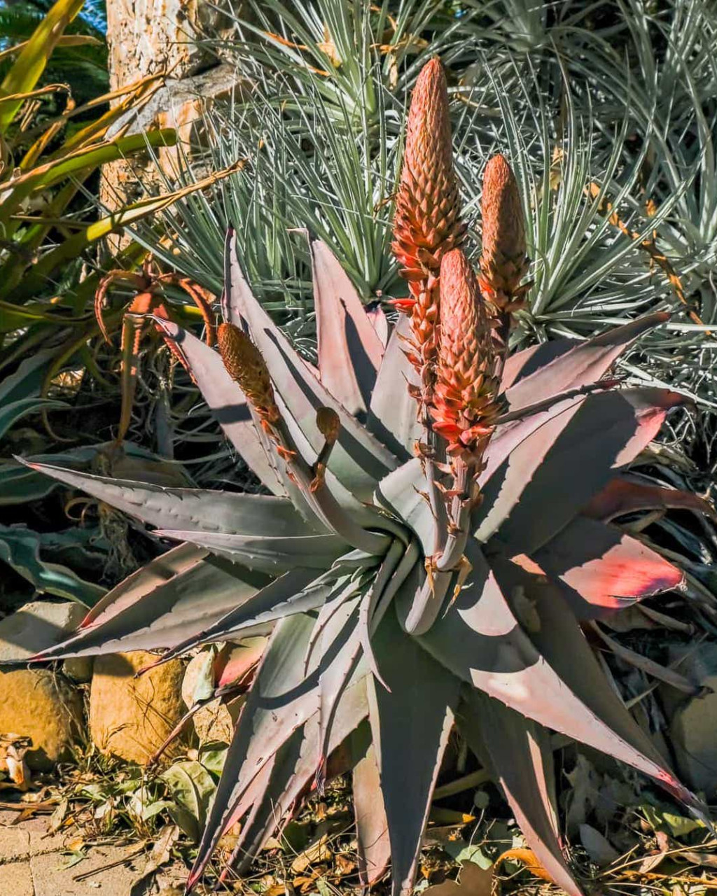 Aloe rubroviolacea