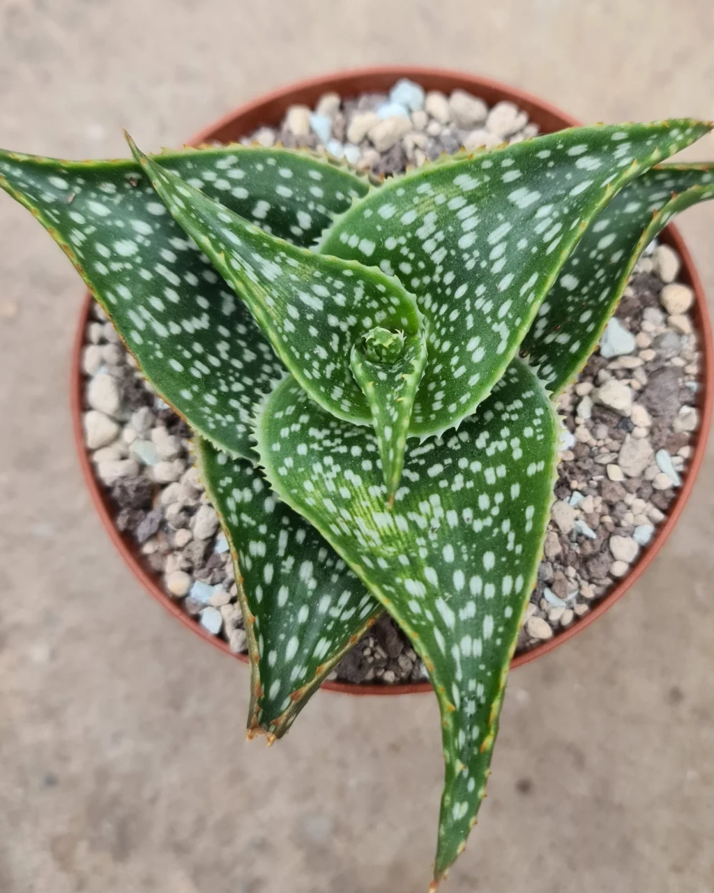 Aloe ruffingiana