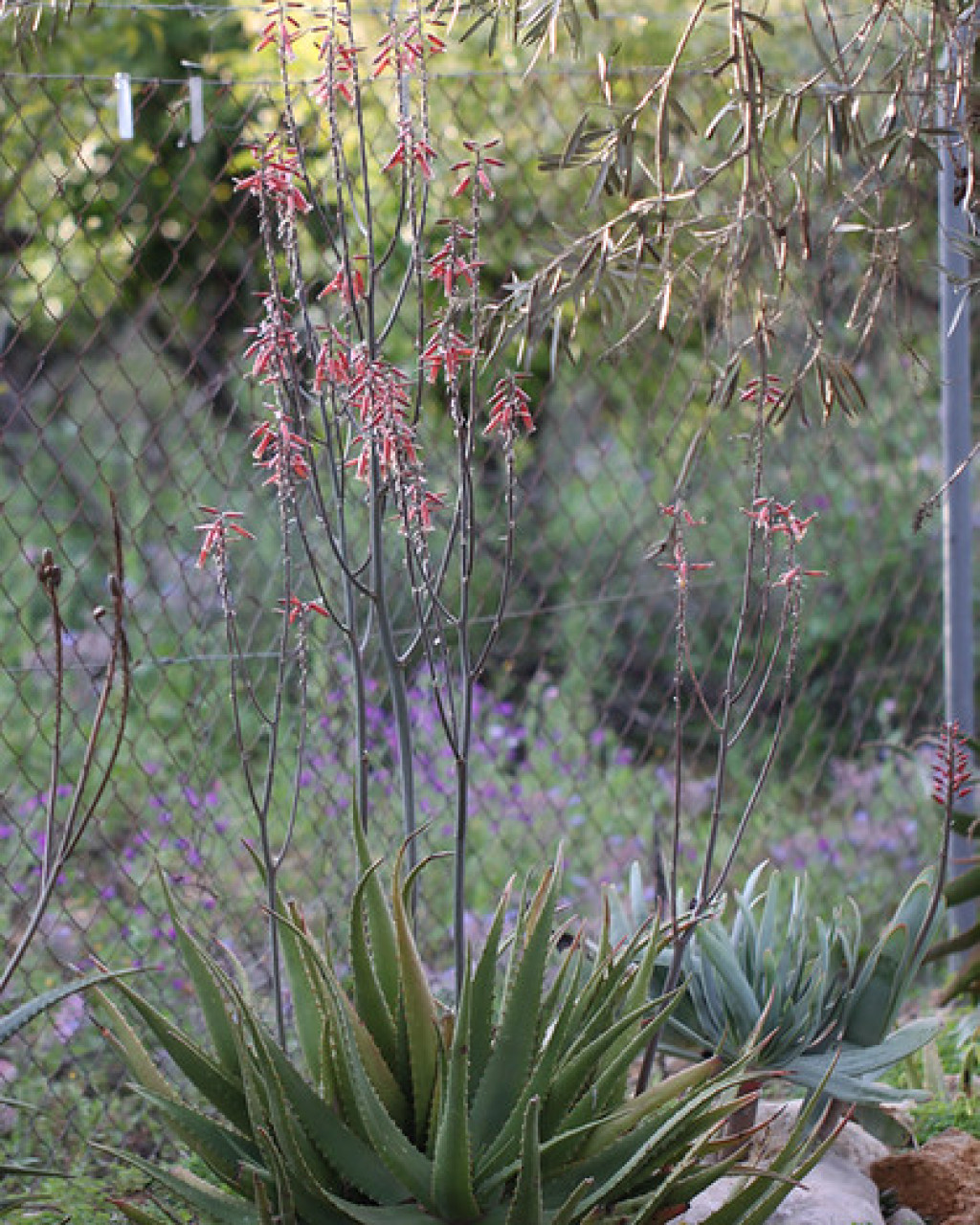 Aloe rugosifolia