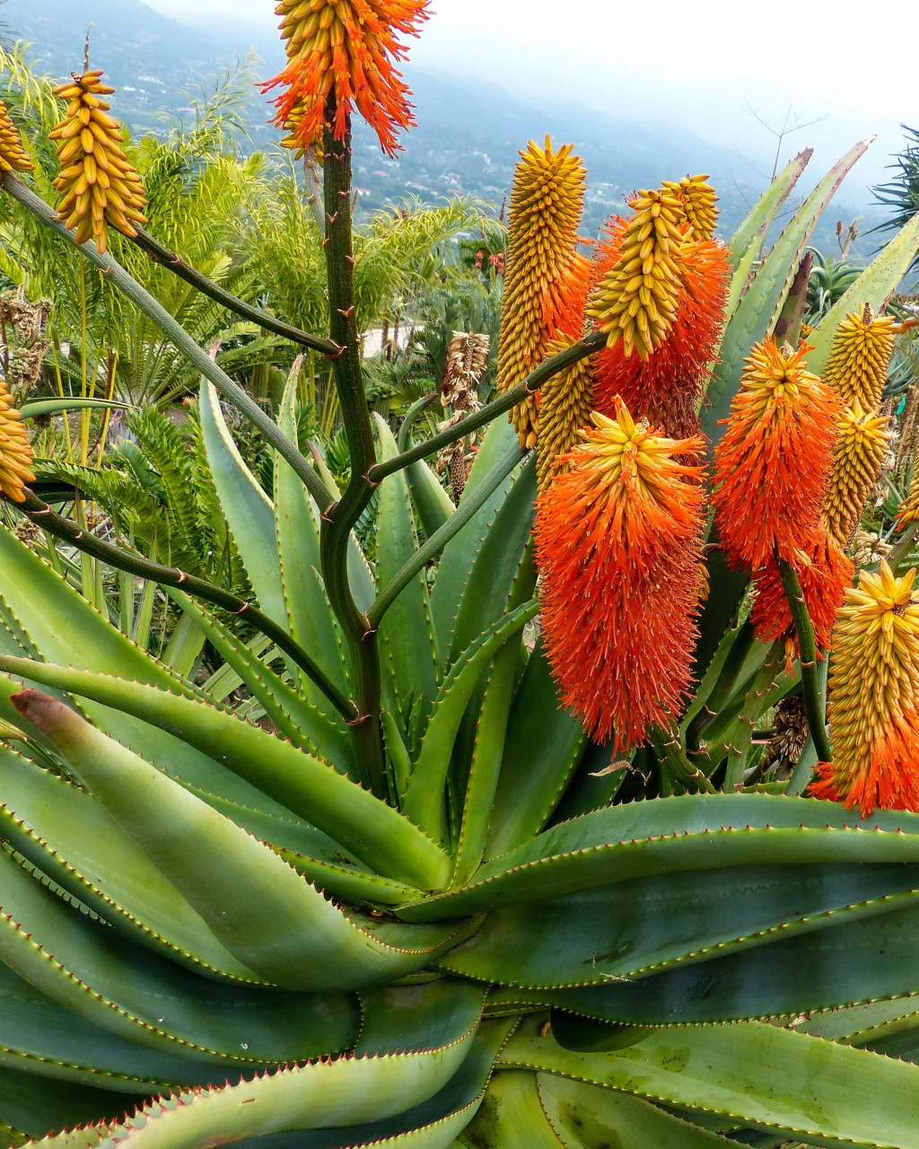 Aloe rupestris