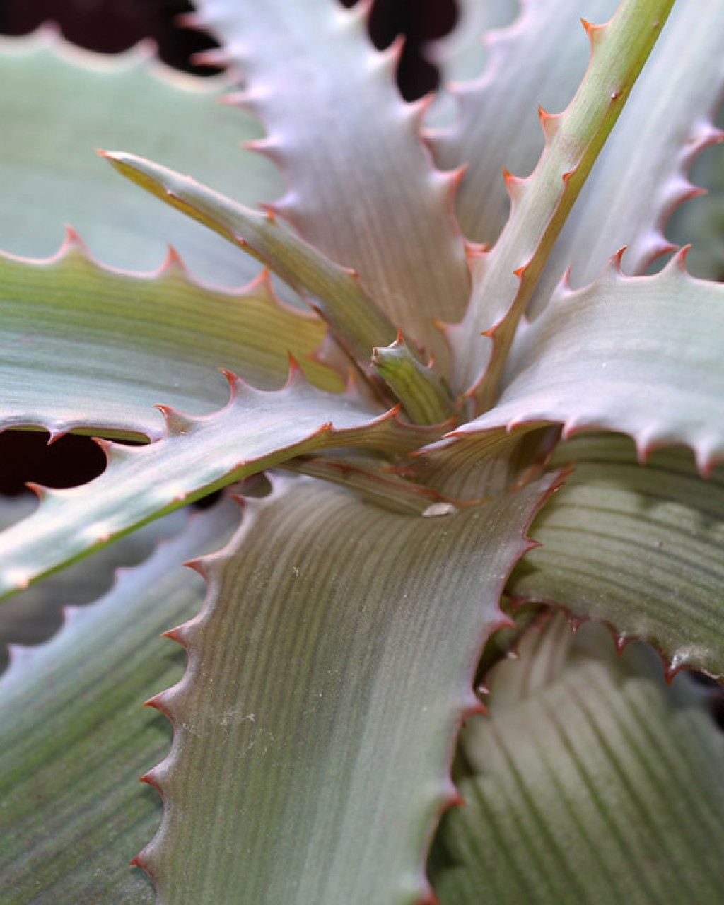 Aloe rupicola