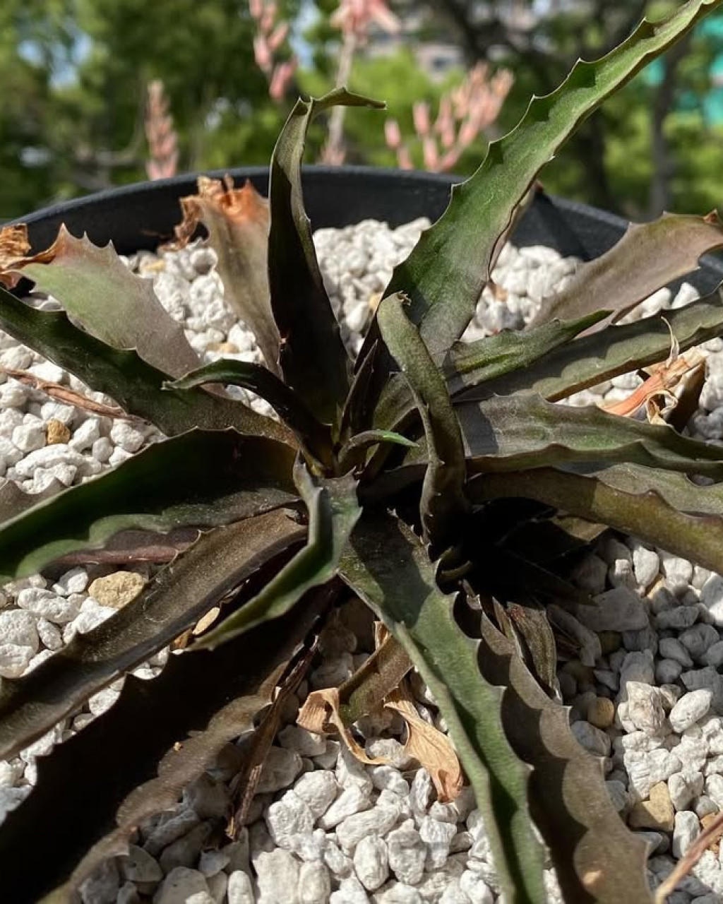 Aloe sakarahensis