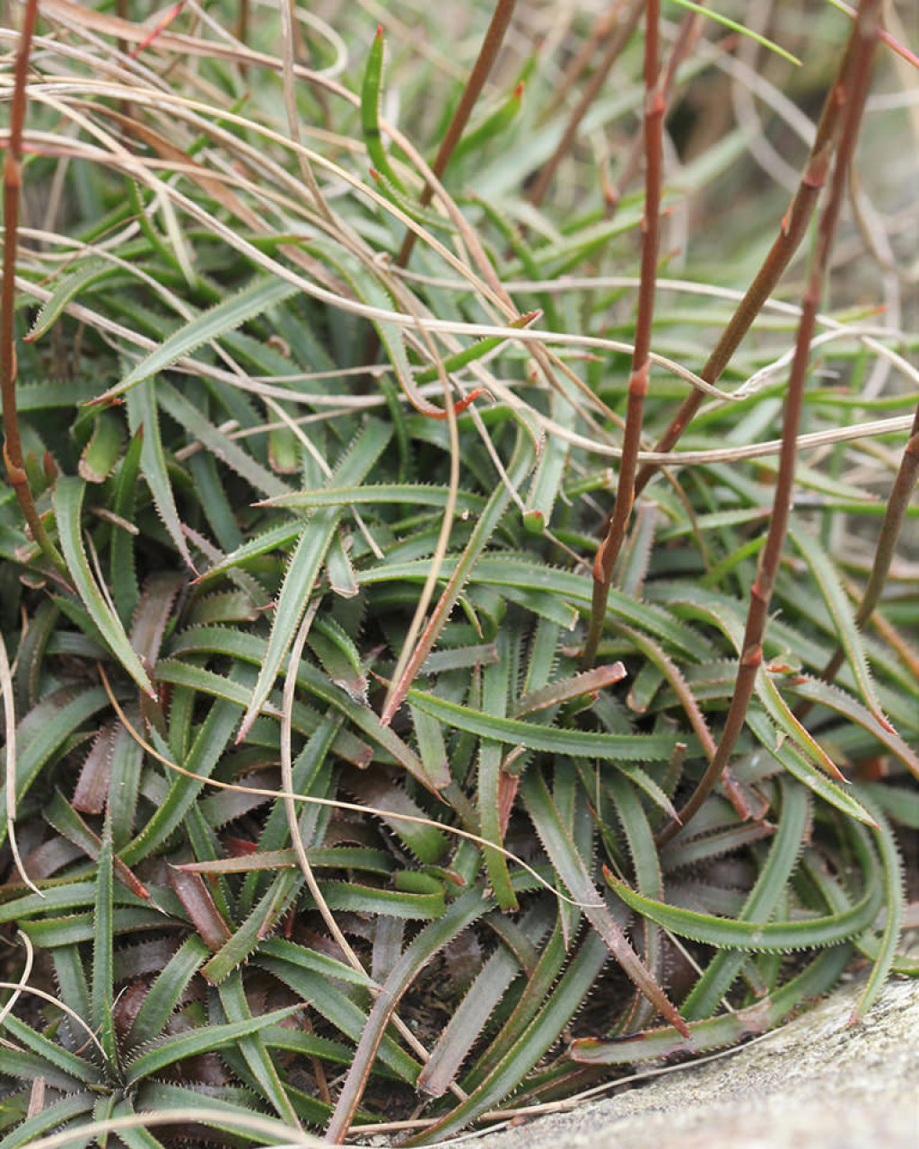 Aloe saundersiae