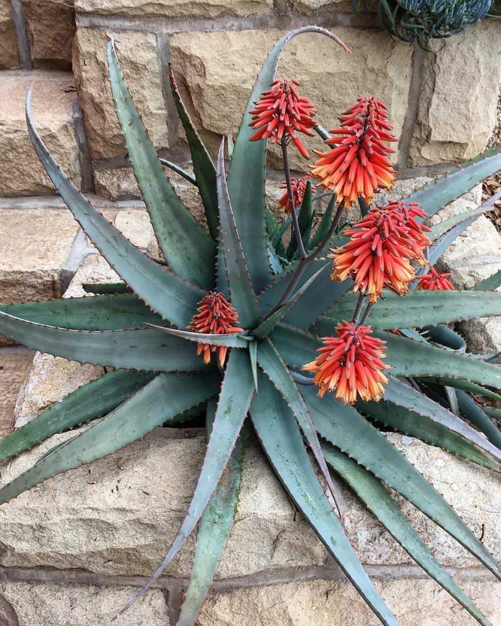 Aloe schelpei