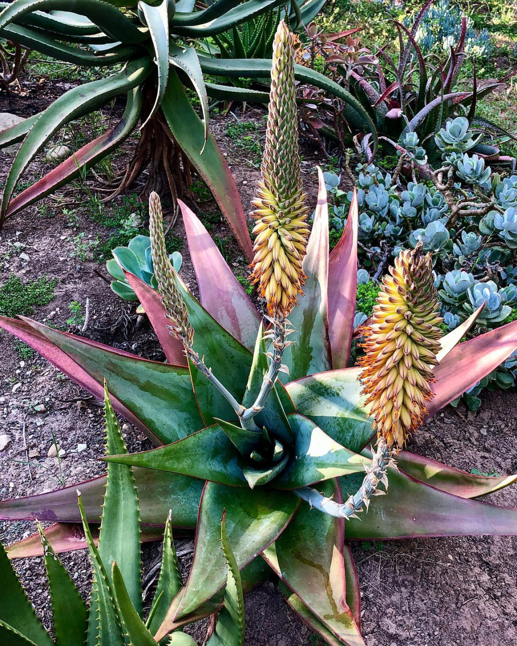 Aloe schoelleri