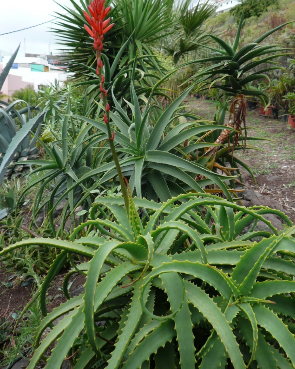 Aloe scorpioides