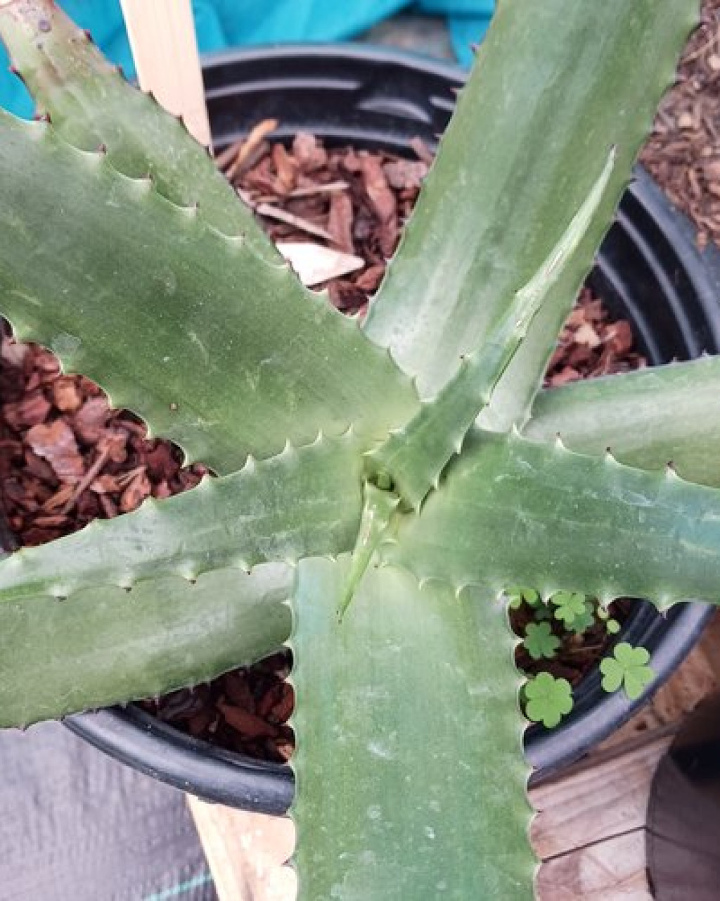 Aloe secundiflora