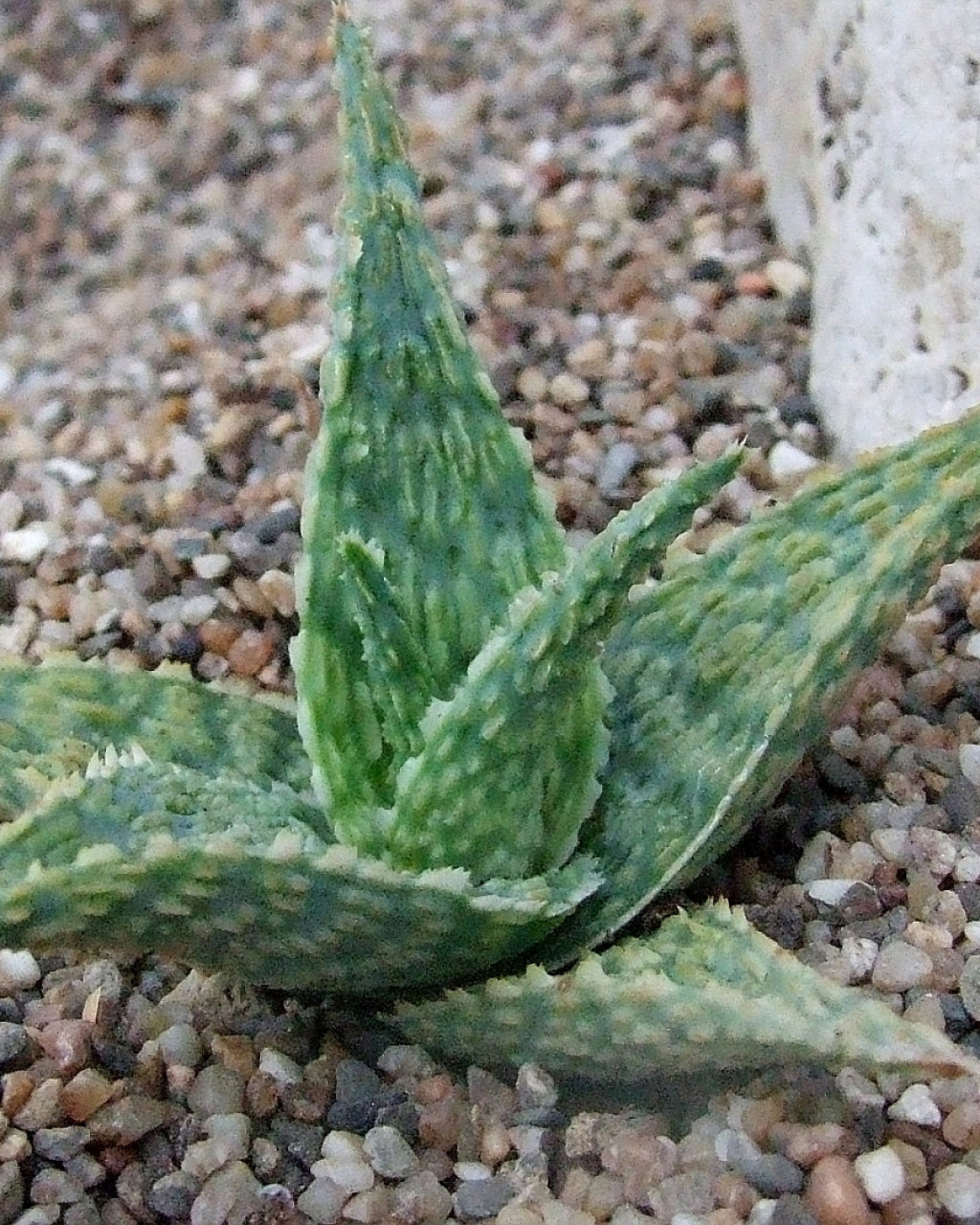 Aloe 'Silver Ridge'
