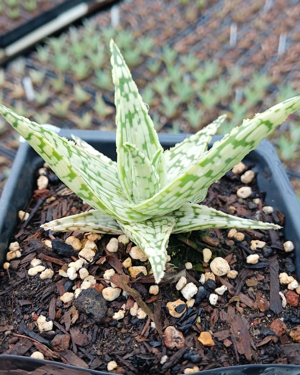 Aloe 'Silver Star'