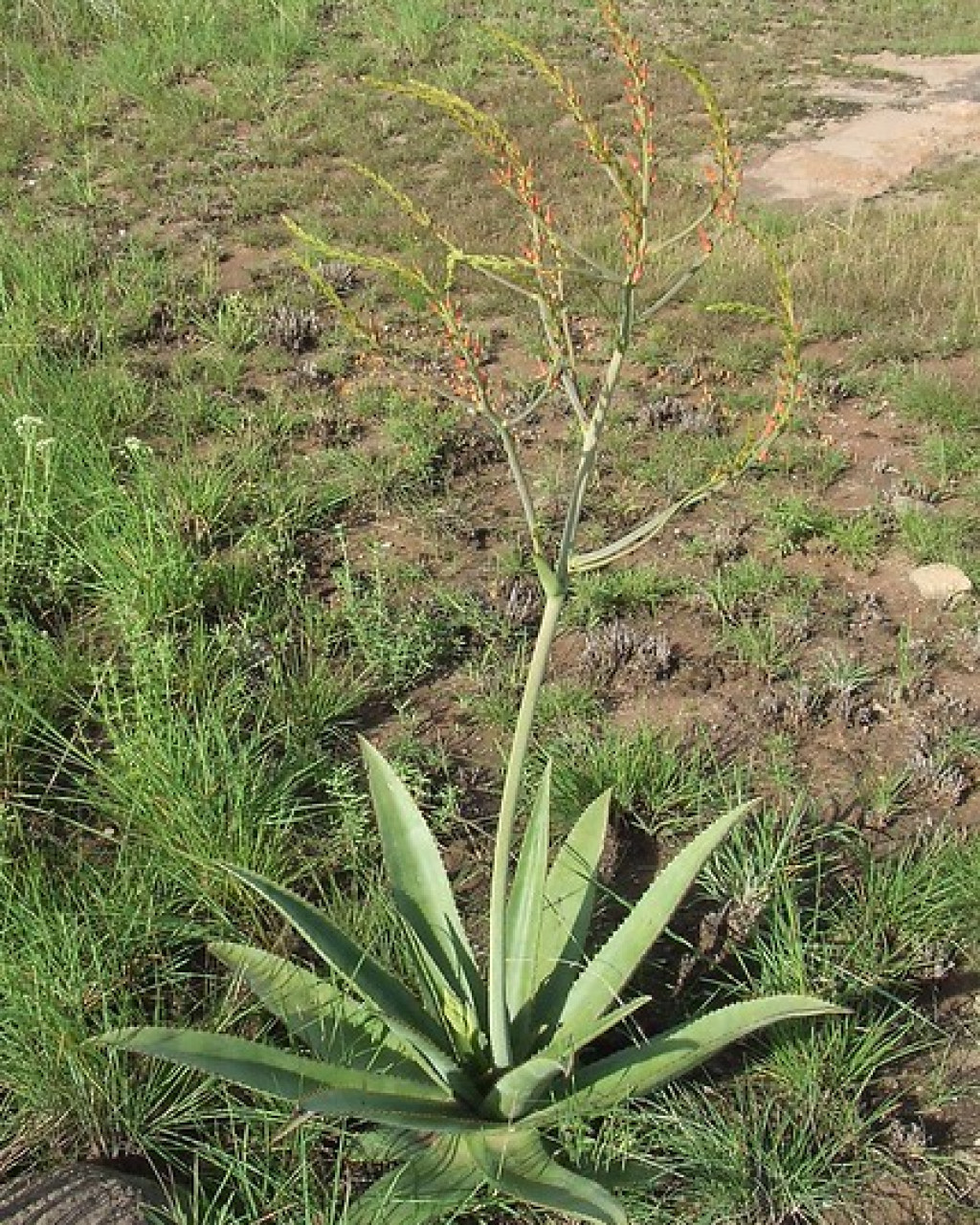 Aloe simii