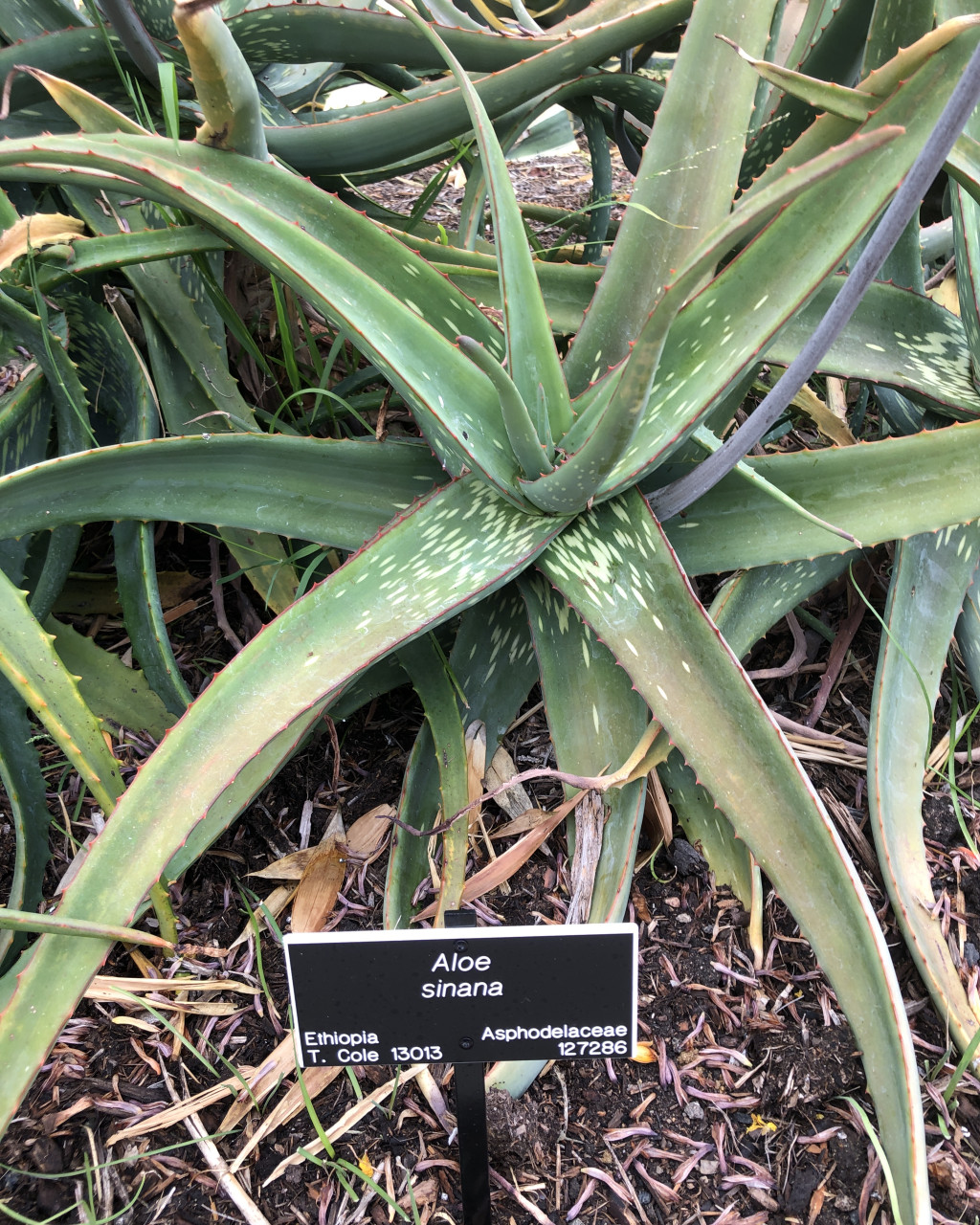 Aloe sinana