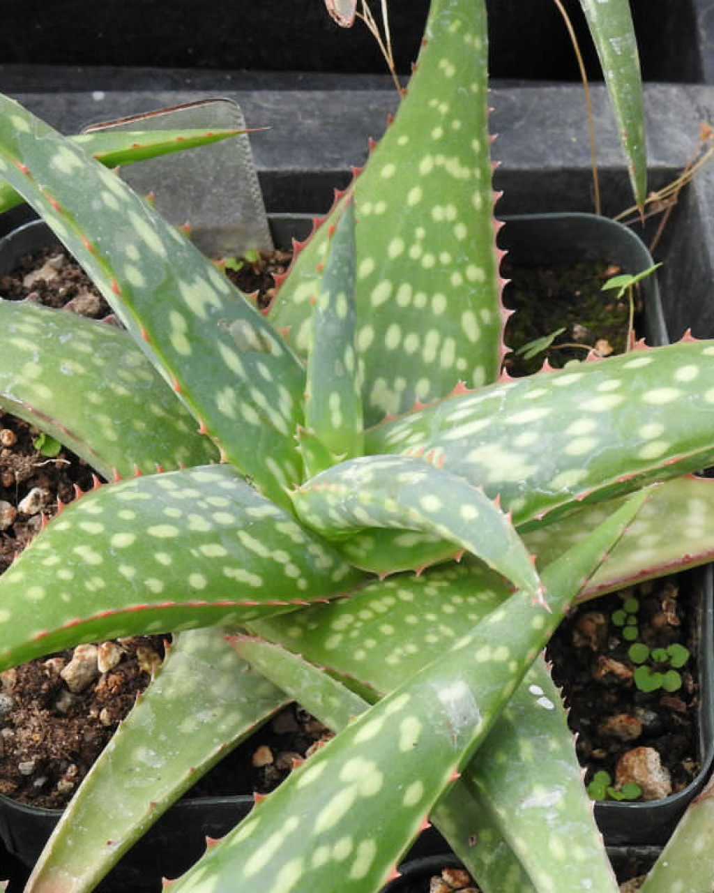 Aloe sinkatana