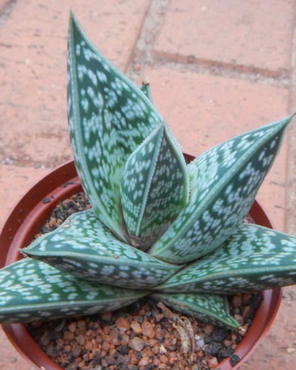 Aloe sladeniana